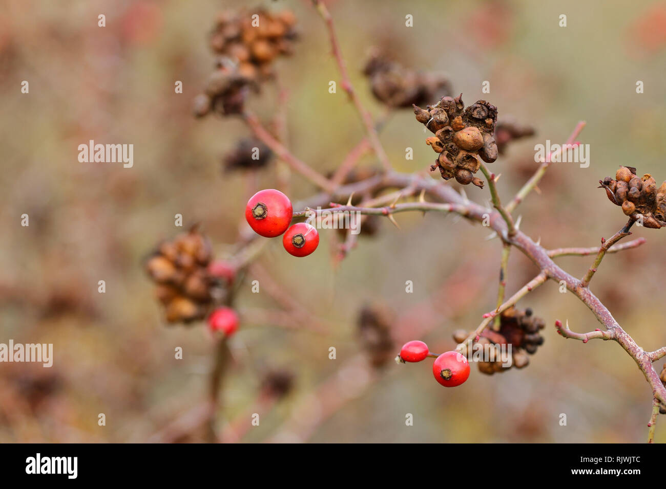 Autunno magnifico sfondo di un arbusto con spine e bacche rosse. Foto Stock