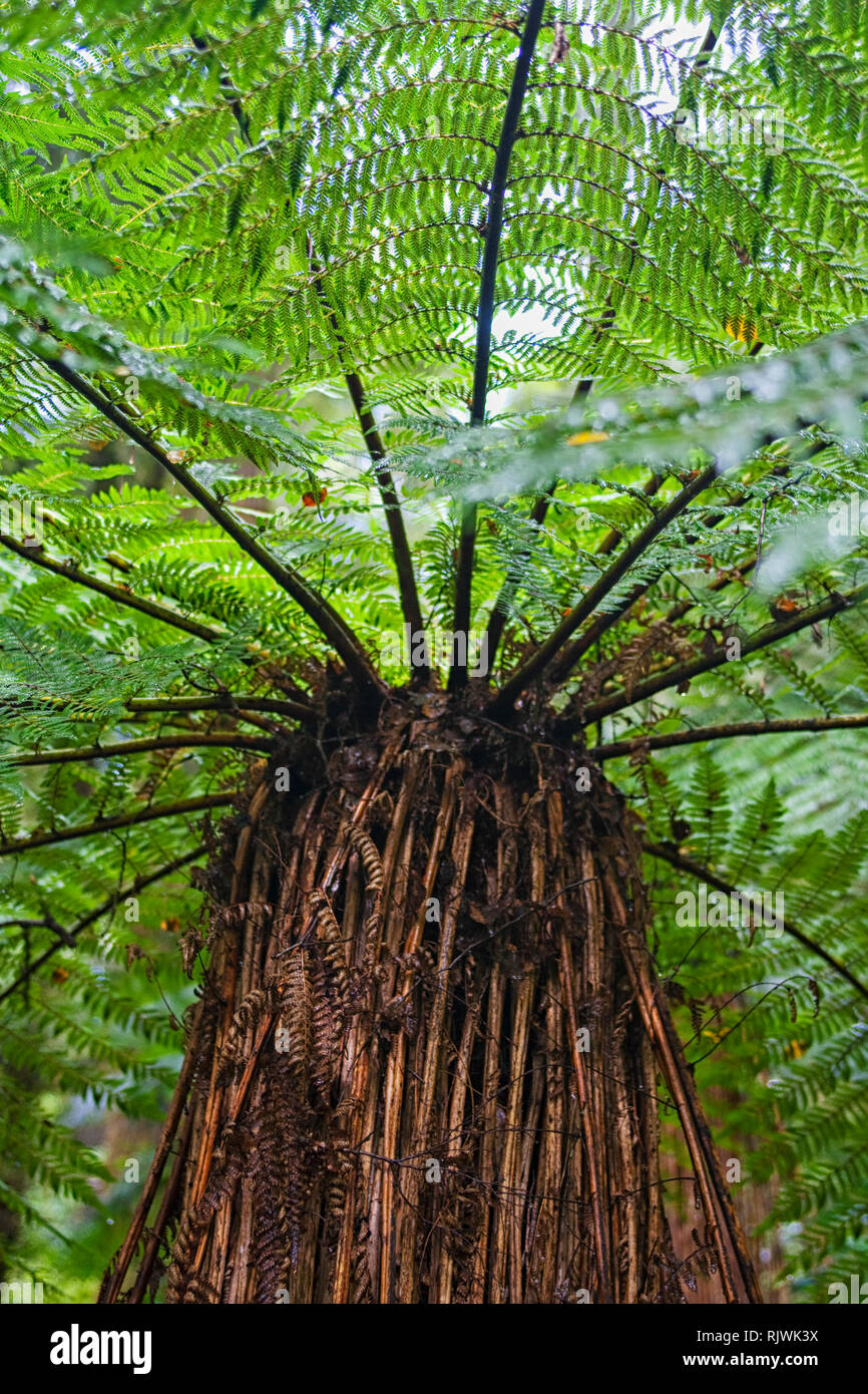 Enorme Fern Tree in Nuova Zelanda Foto Stock