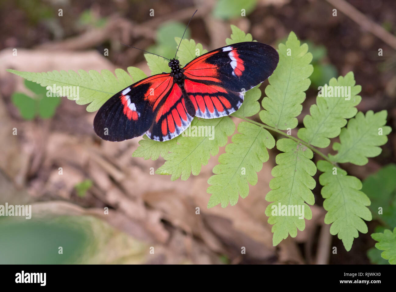 Un postino Butterfly (Heliconius melpomene :) su un impianto di felce in Ecuador Foto Stock