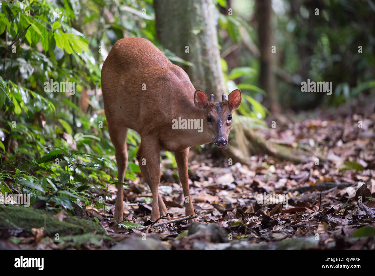 Un cervo Brocket su un sentiero forestale nella foresta amazzonica Foto Stock