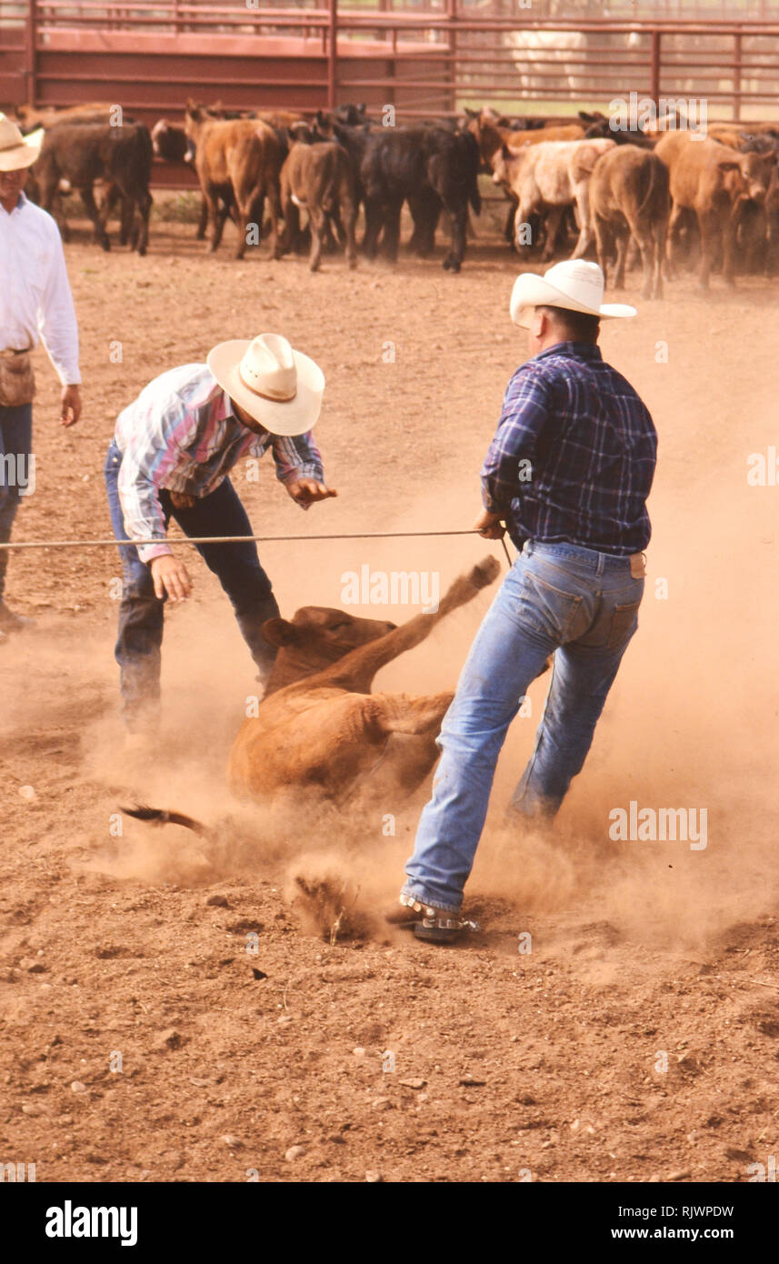 Cowboy americani: degli anni novanta cowboy nel west americano durante la primavera tempo di branding sul triangolo ranch vicino a Paducah Texas ca. 1998. Foto Stock