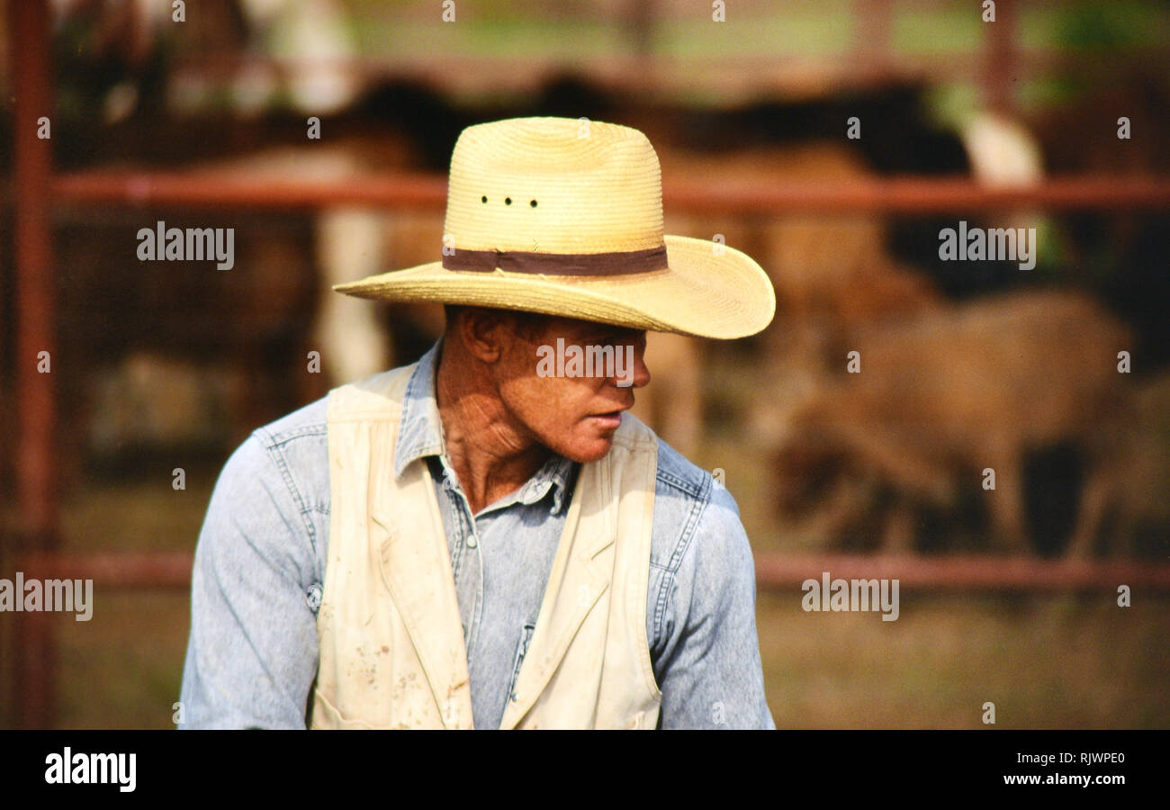 Cowboy americani: degli anni novanta cowboy nel west americano durante la primavera tempo di branding sul triangolo ranch vicino a Paducah Texas ca. 1998. Foto Stock