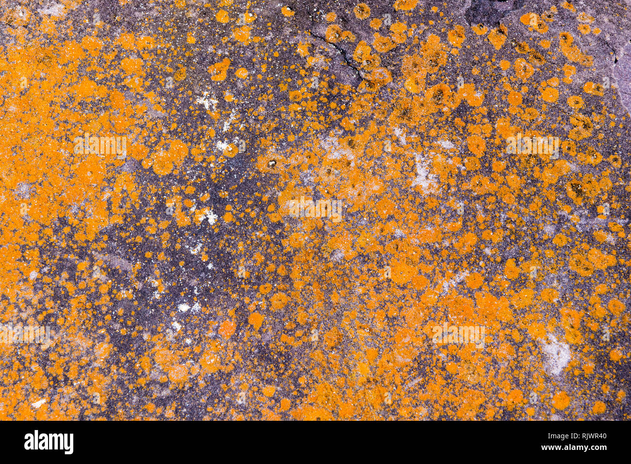 Stone sfondo arancione texture, formazione astratta di minerale di roccia in ambiente marino Foto Stock