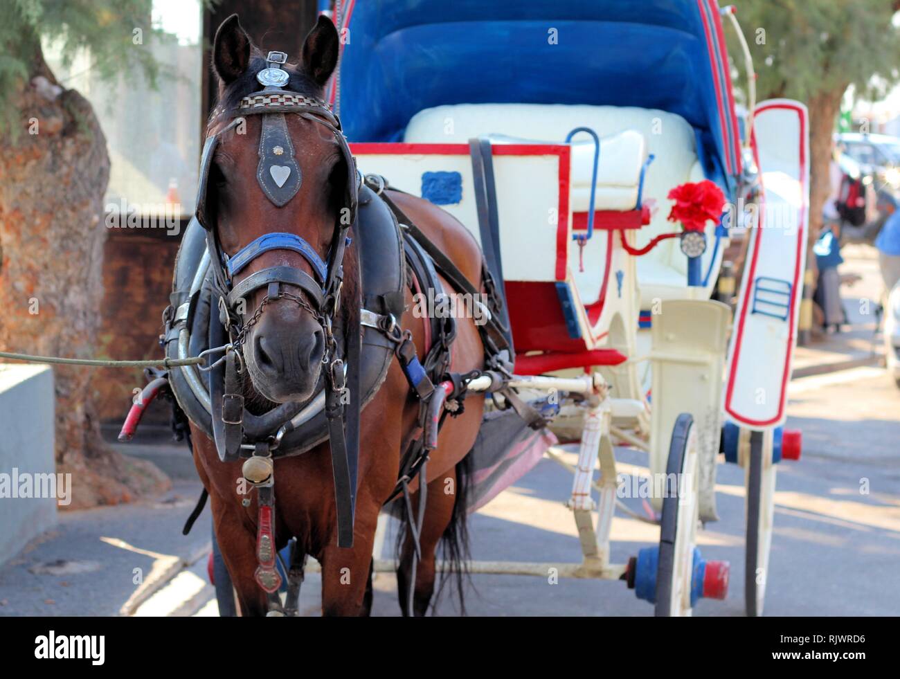 Un cavallo e carrozza in attesa per i turisti in Aegina Island, Grecia Foto Stock