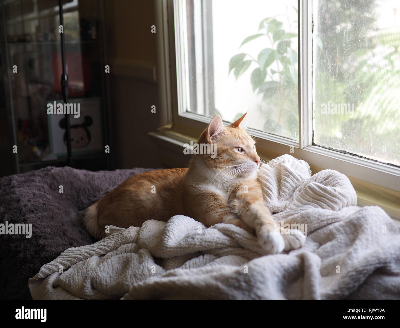 Mika la orange tabby godendo la vista della finestra Foto Stock