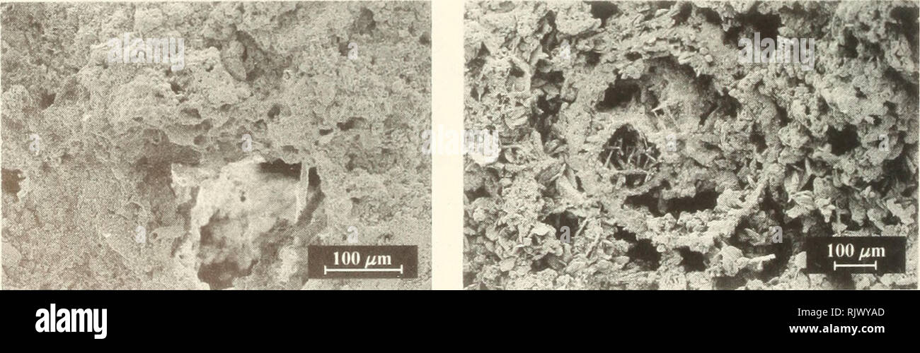 . Atollo bollettino ricerche. Le barriere coralline e le isole; biologia marina; scienze marine. La figura 11. A) immagine SEM di area gessose che mostra ben formata platy cristalli di calcite. B) immagine SEM di area gessose che mostra ago casuale o whisker di cristalli di calcite. I diametri dei tubuli associati variano ampiamente da 5 nm a 0,5 mm. Come si è visto nelle sezioni sottili, microtubula calchi e stampi sono strettamente associati con i tubuli più grandi (Fig. 12). In aggiunta, questi tubuli comunemente hanno un rivestimento liscio o un cerchio secondario dentato di cristalli di calcite, o può essere quasi completamente riempito con cristalli euhedral. Come c Foto Stock