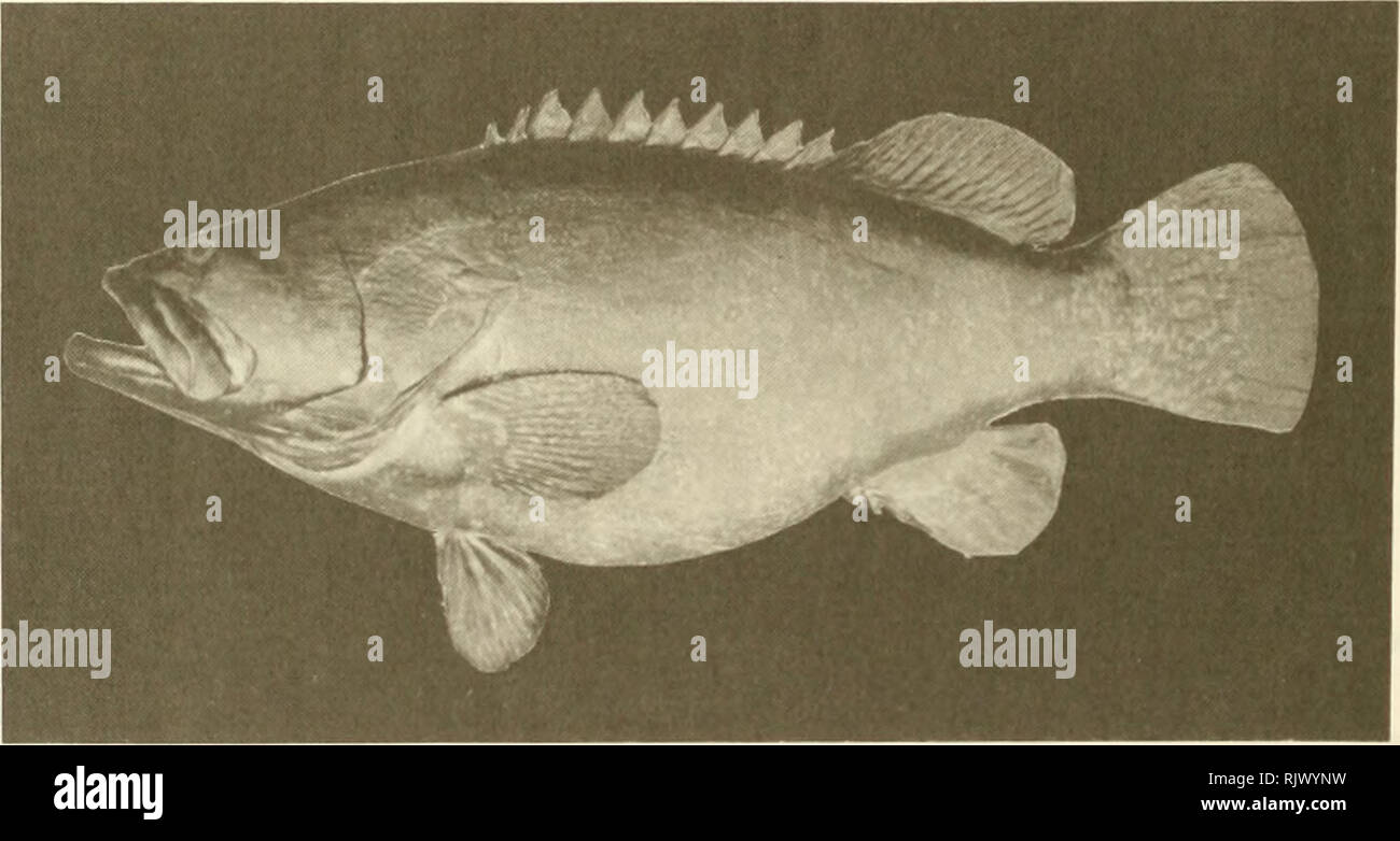 . Atollo bollettino ricerche. Le barriere coralline e le isole; biologia marina; scienze marine. La figura 23. Cqjhalopholis spiloparaea, BPBM 13260,164 mm SL, Pitcairn, 37 m. La figura 24. Epinephelus lanceolatus, BPBM 33914, 1450 mm SL, 148 kg, Isola di Henderson.. Si prega di notare che queste immagini vengono estratte dalla pagina sottoposta a scansione di immagini che possono essere state migliorate digitalmente per la leggibilità - Colorazione e aspetto di queste illustrazioni potrebbero non perfettamente assomigliano al lavoro originale. Smithsonian Institution. Premere; Consiglio Nazionale delle Ricerche (brevetto statunitense n. S. ). Il Pacific Science Board; Smithsonian Institution; National Museu Foto Stock