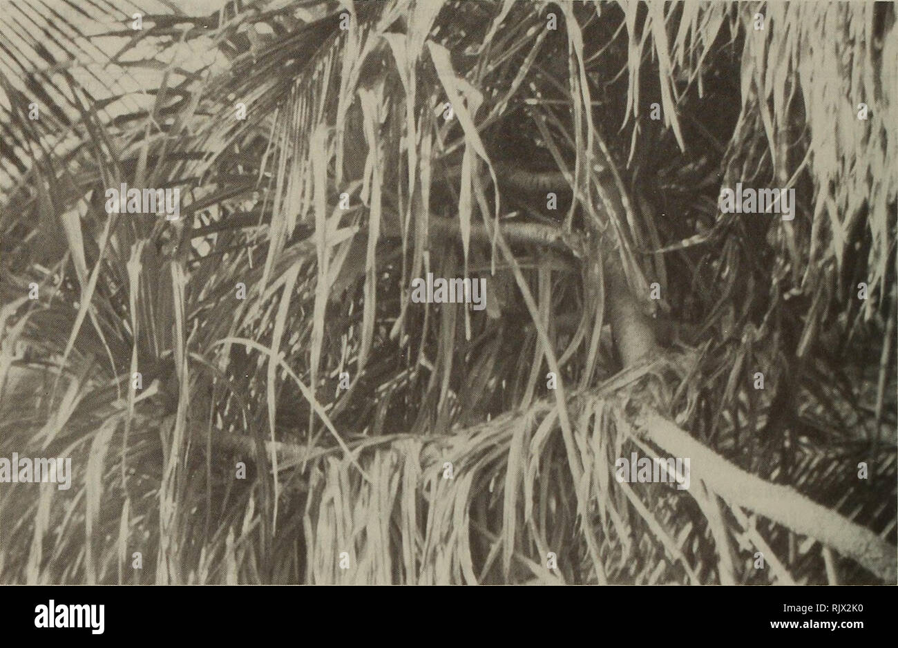 . Atollo bollettino ricerche. Le barriere coralline e le isole; biologia marina; scienze marine. 30. La figura 28. Sito di nido del Reef Heron in Pandanus su Roi-Namur. Fotografia di W. L. Schipper, settembre 1979. Reef aironi razza probabilmente ad altre isole di Atollo Kwajalein, ma non i nidi sono stati trovati nel marzo 1988 nonostante un attento cerca di potenziali aree di nidificazione. I record di allevamento altrove nel Marshalls (Anderson 1981, falegname et al. 1968) e nel Pacifico occidentale (autori citati in Baker 1951) suggeriscono il picco di allevamento in giugno e luglio; ma uovo imposta preso in Polinesia (Mayr e Amadon 1941) suggeriscono un m Foto Stock