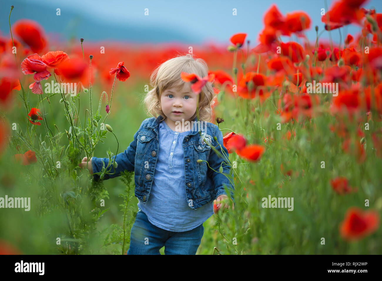 Bambina picking papaveri in un campo bambina campo di papavero, jeans.nascondere in fiori carino bambino bellezza. Foto Stock