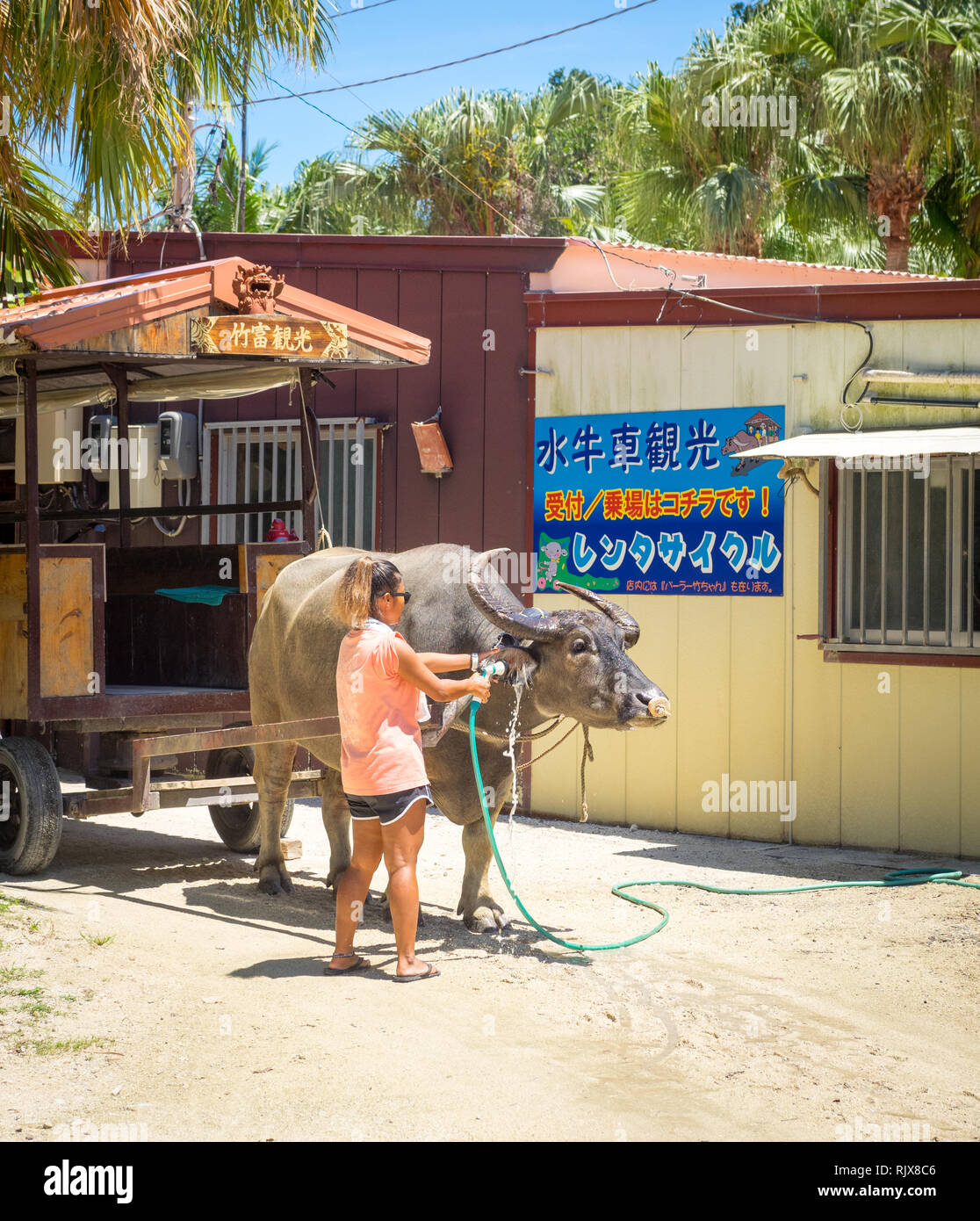 Un bufalo indiano di acqua si ottiene un bagno (Taketomi car wash) per le strade di Isola di Taketomi Villaggio sull'Isola di Taketomi (Taketomijima), Isole Yaeyama, Giappone. Foto Stock