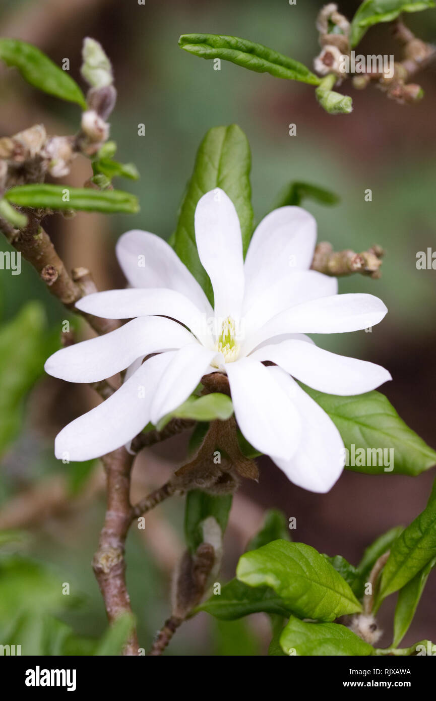 Magnolia stellata 'Ninfea fiore". Foto Stock