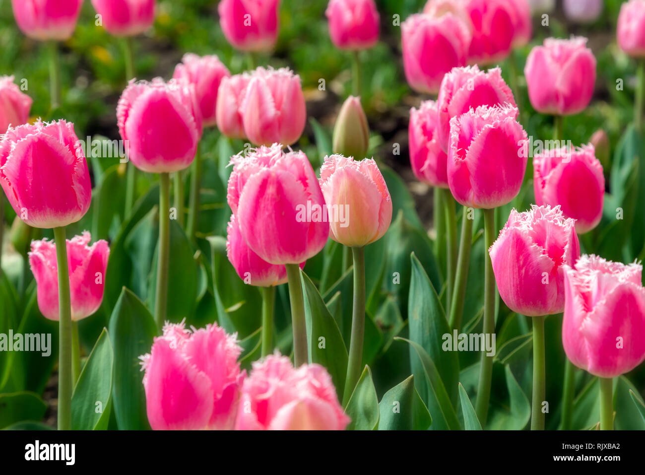 Splendido campo di tulipani plantation. Coltivazione commerciale di tulipani nel giardino botanico Foto Stock