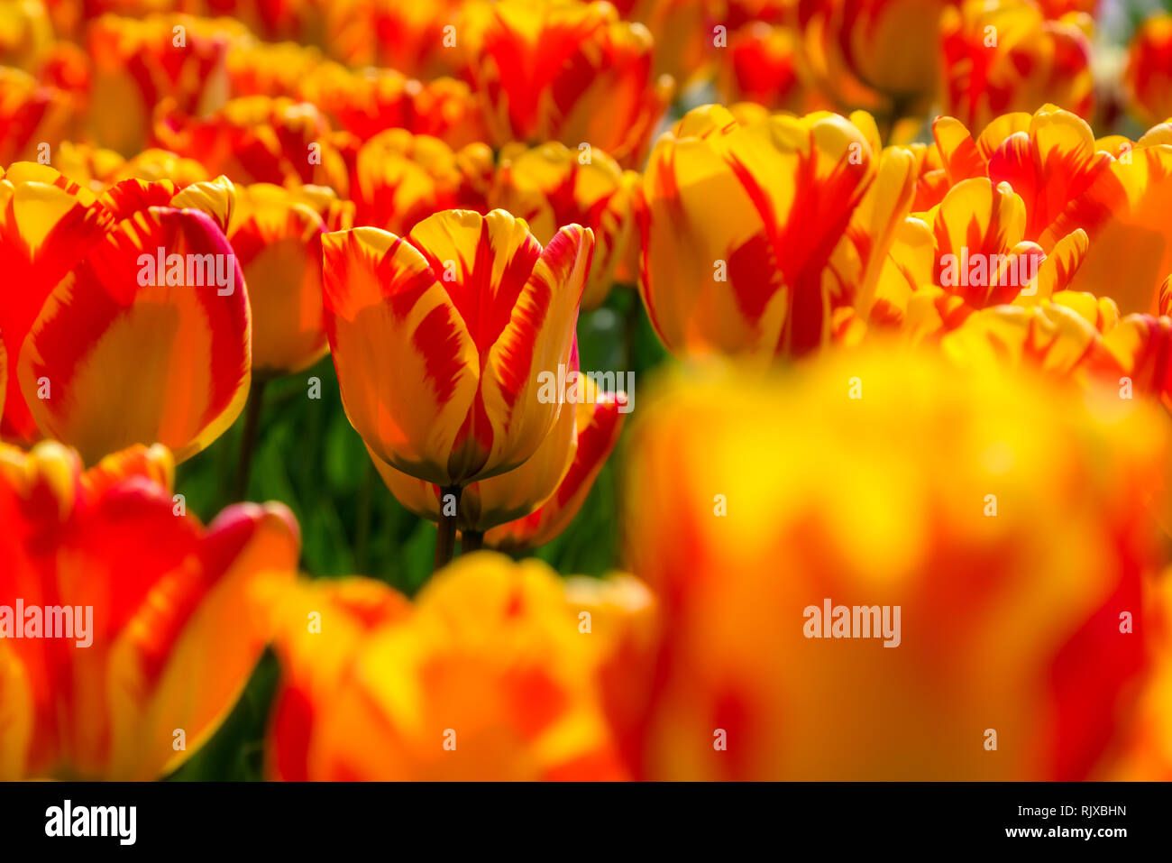 Splendido campo di tulipani plantation. Coltivazione commerciale di tulipani nel giardino botanico Foto Stock