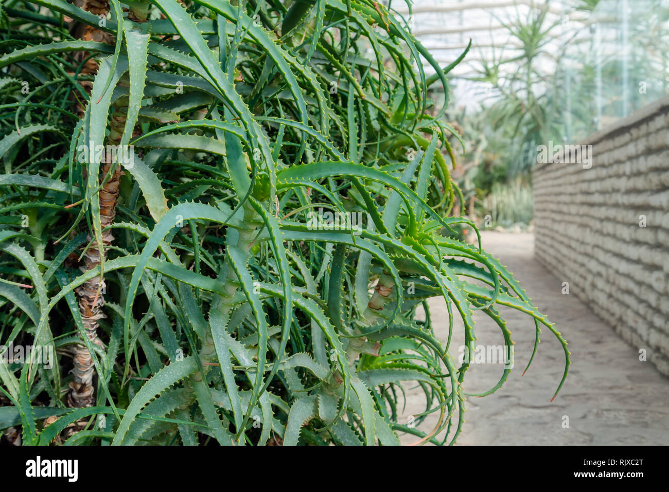 Aloe Vera Ingrediente per prodotti cosmetici e prodotti per la salute Foto Stock