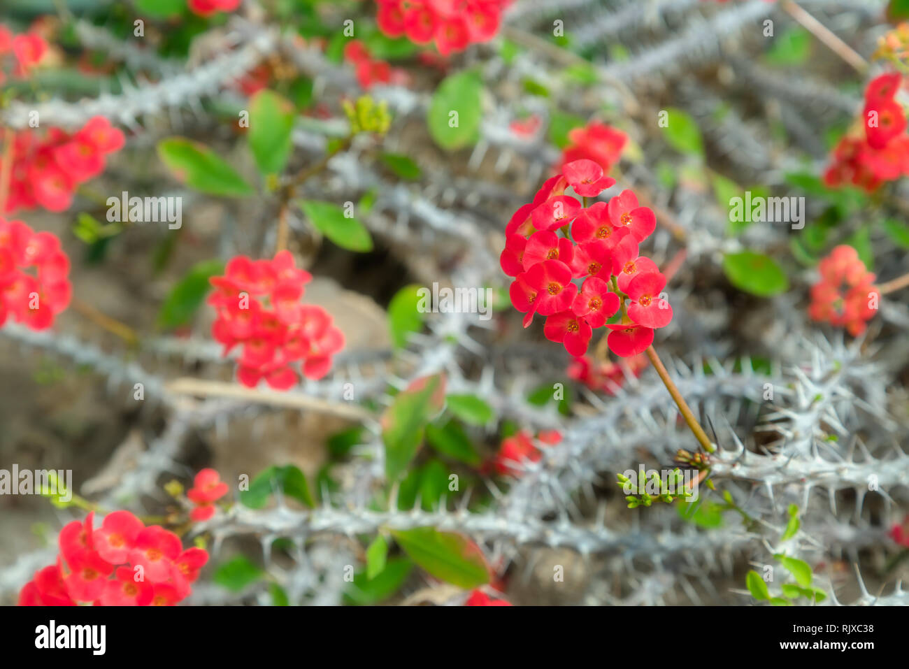 Splendida fioritura rosso fiori di cactus. Close up white cactus spine sfondo nel giardino botanico Foto Stock