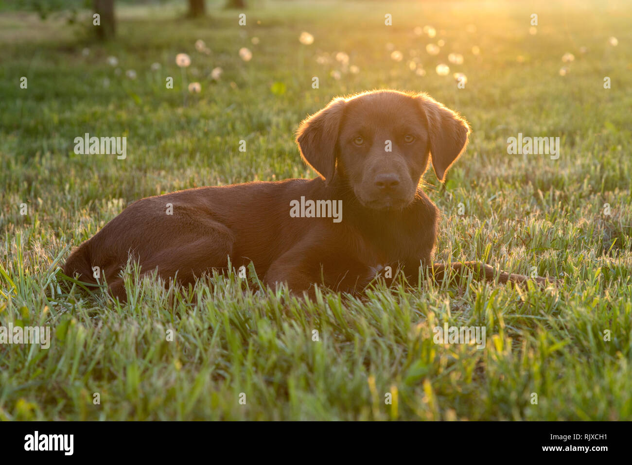 Carino felice bruna giovane cucciolo di cane posa sull'erba, retroilluminati da sun isolato Foto Stock