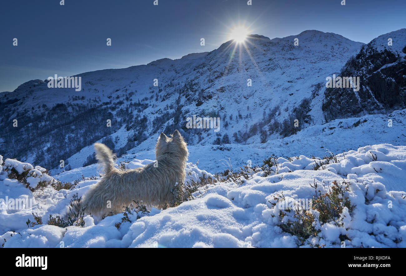 Cairn Terrier sul versante della montagna nella neve cercando su verso il sole brillano al di sopra di una cresta. Foto Stock