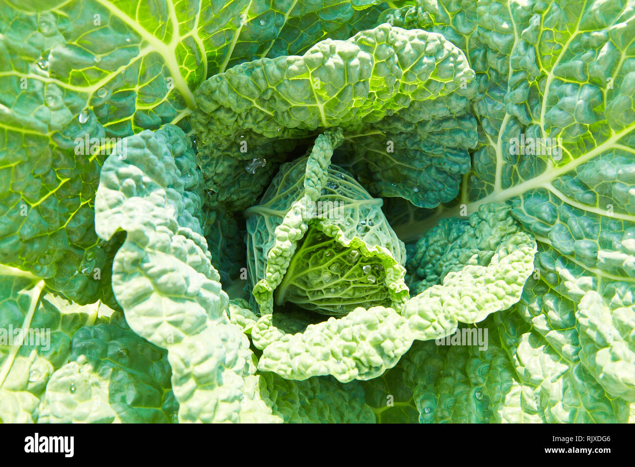 Cavolo verza con cristallo di gocce di acqua cresce in giardino Foto Stock