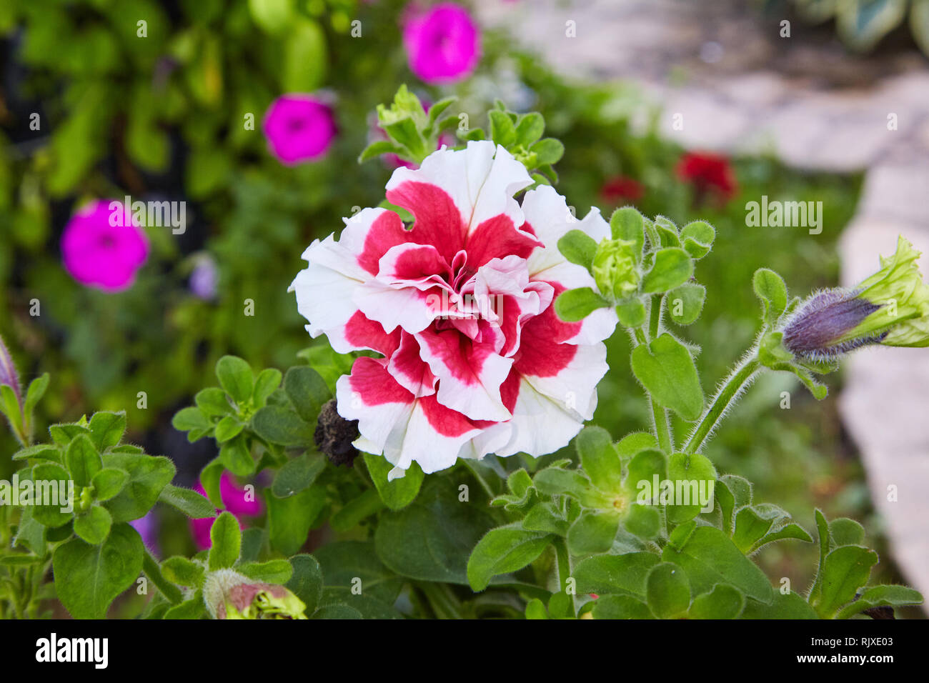 Petunia colorati. Aiuola con petunia rosso (Petunia hybrida) fiori. Foto Stock