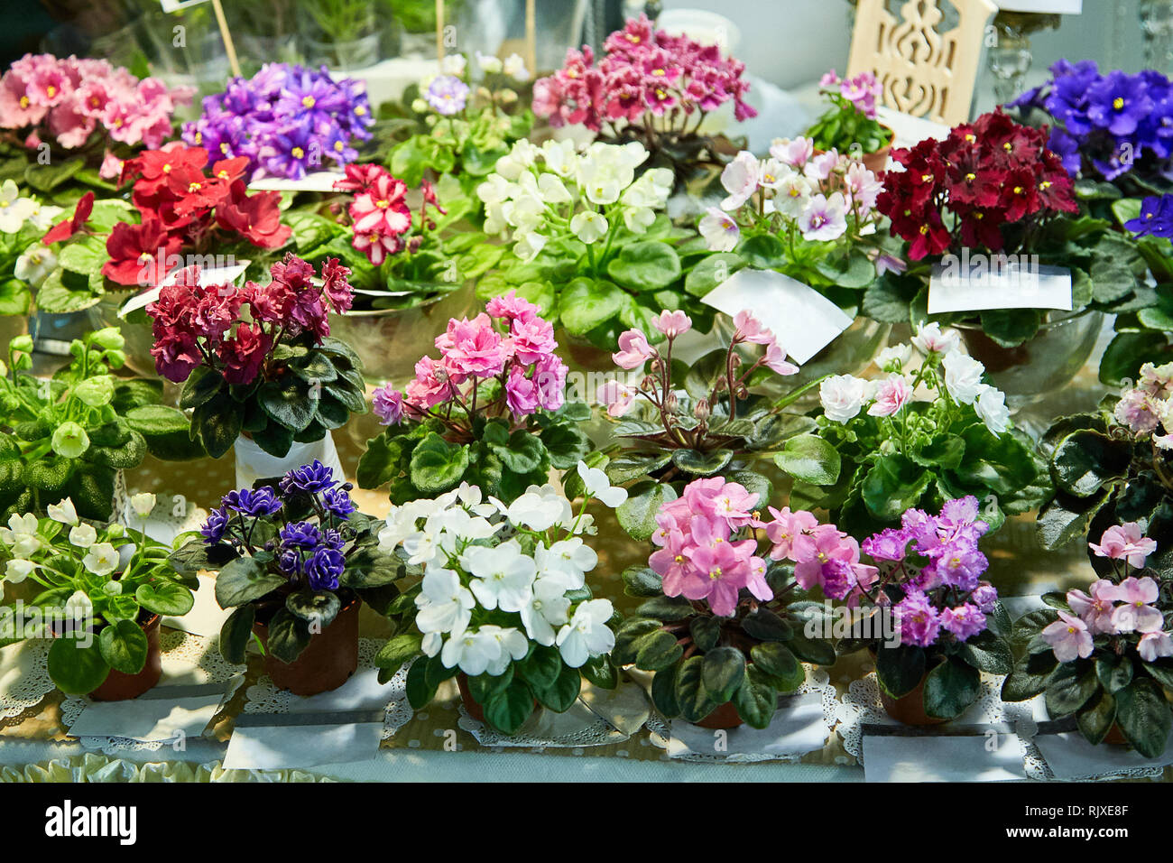 Impianti di casa raccolta di diversi fiori viola. Mini vasi di piante su un tavolo. Messa a fuoco selettiva Foto Stock