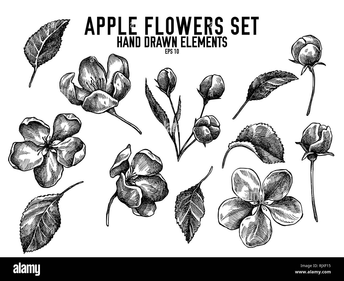 Vettore Collezione di disegnati a mano in bianco e nero di fiori di Apple Illustrazione Vettoriale