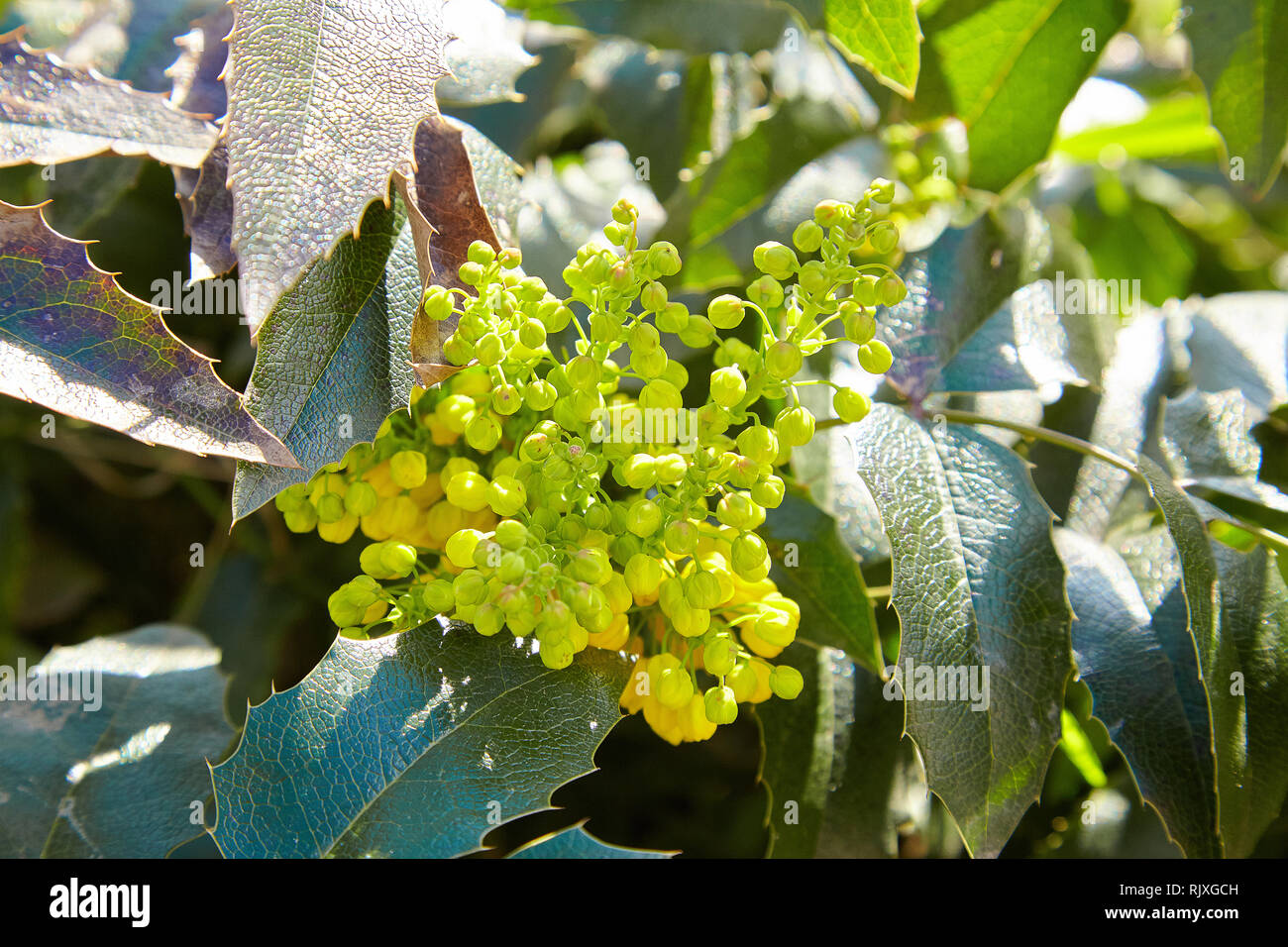 Mahonia aquifolium Oregon-uva selvaggio fiore holly foglie, evergreen in primavera Foto Stock
