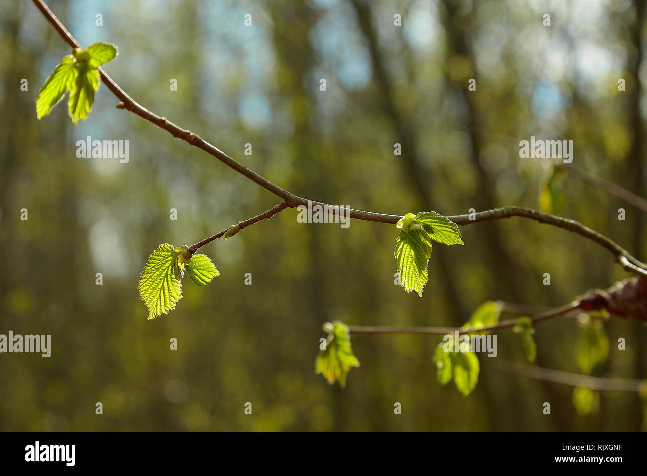 Un ramo di foglie di ontano verde e coni. Ramo di Alnus glutinosa, il comune ontano, ontano nero in primavera. Inizio della primavera Foto Stock