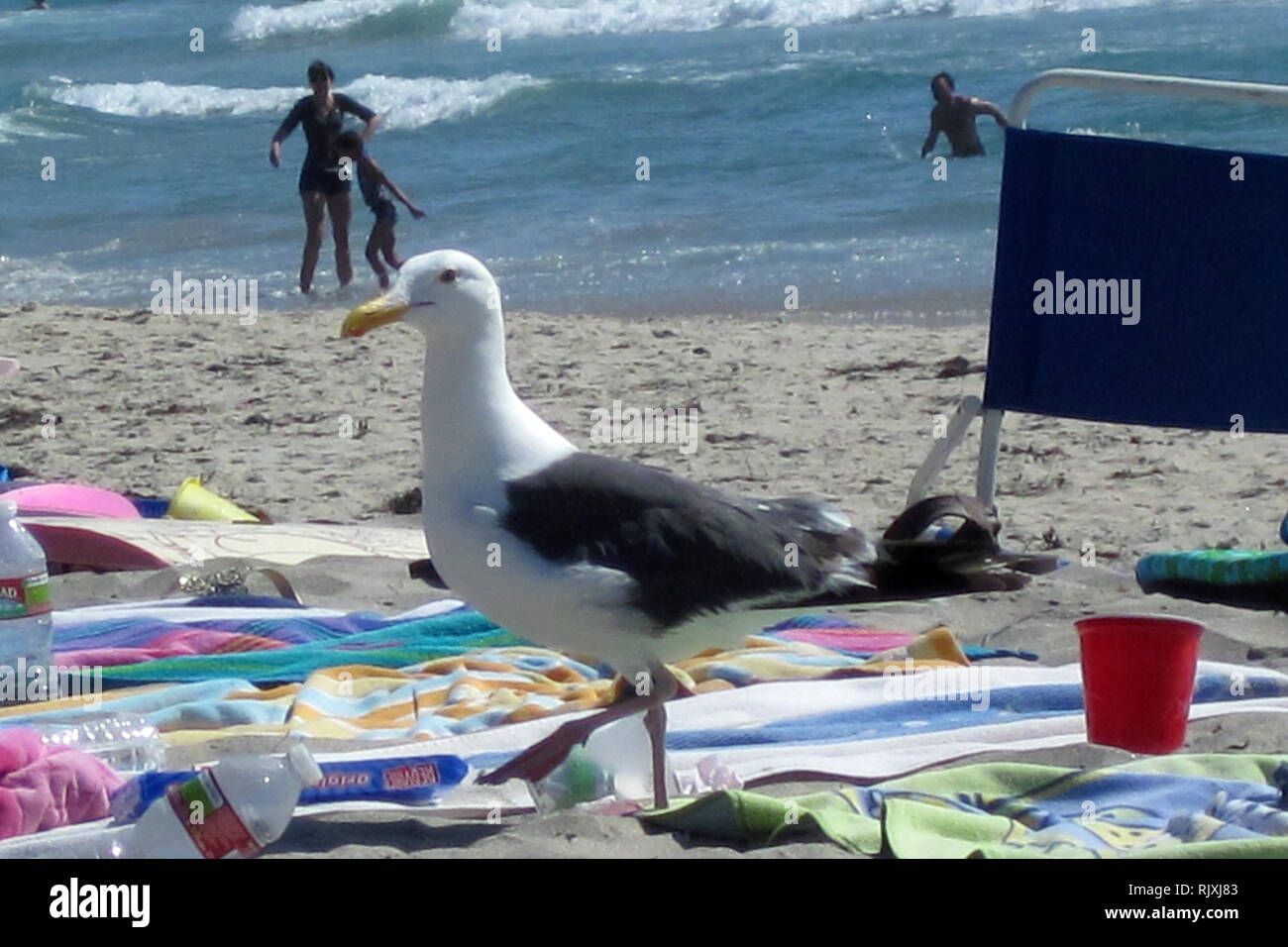 Un gabbiano ricerche di cibo sulla spiaggia a sinistra dietro dai turisti. Foto Stock