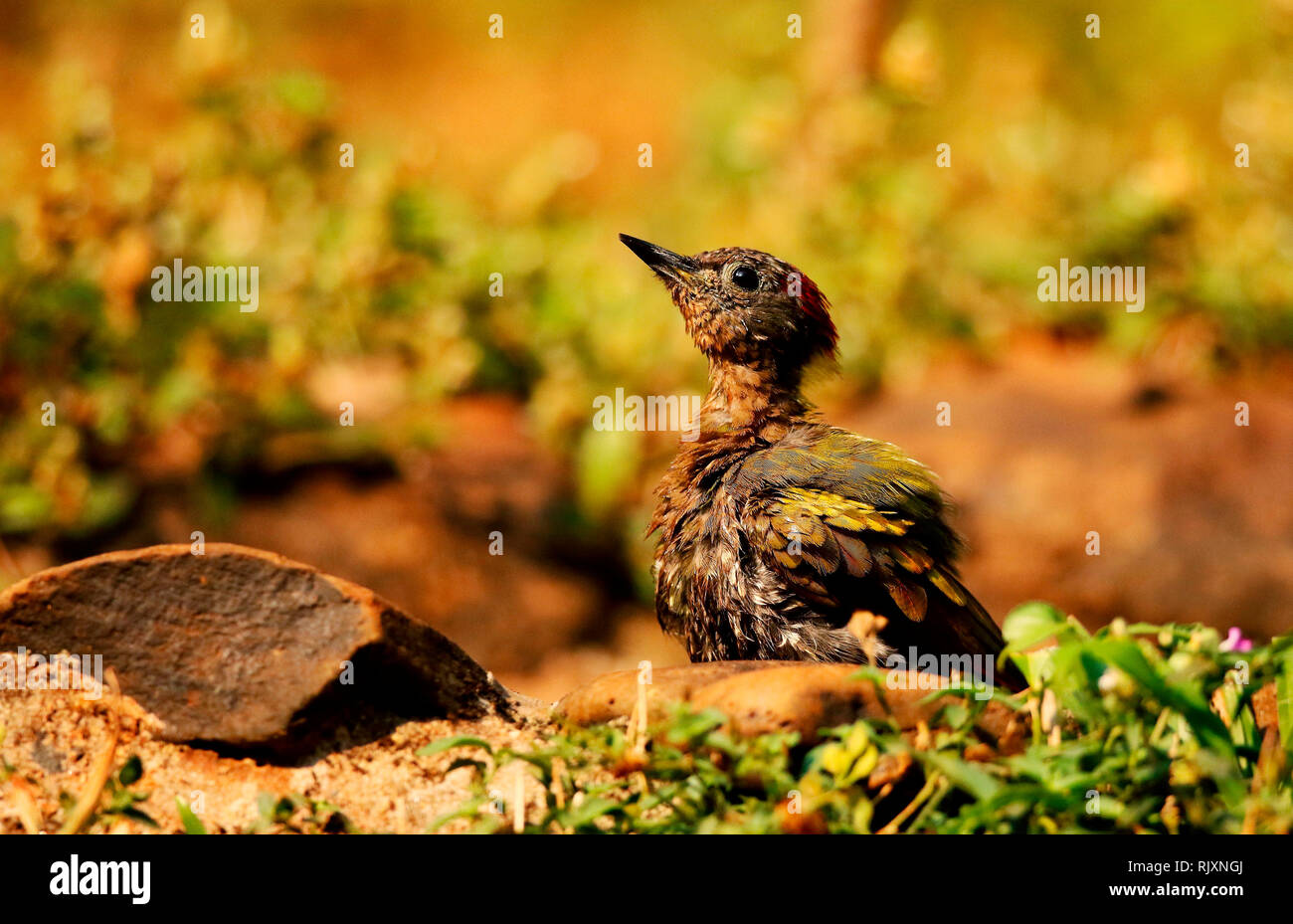 Minore naped giallo picchio, Picus chlorolophus, Ganeshgudi, Karnataka, India Foto Stock