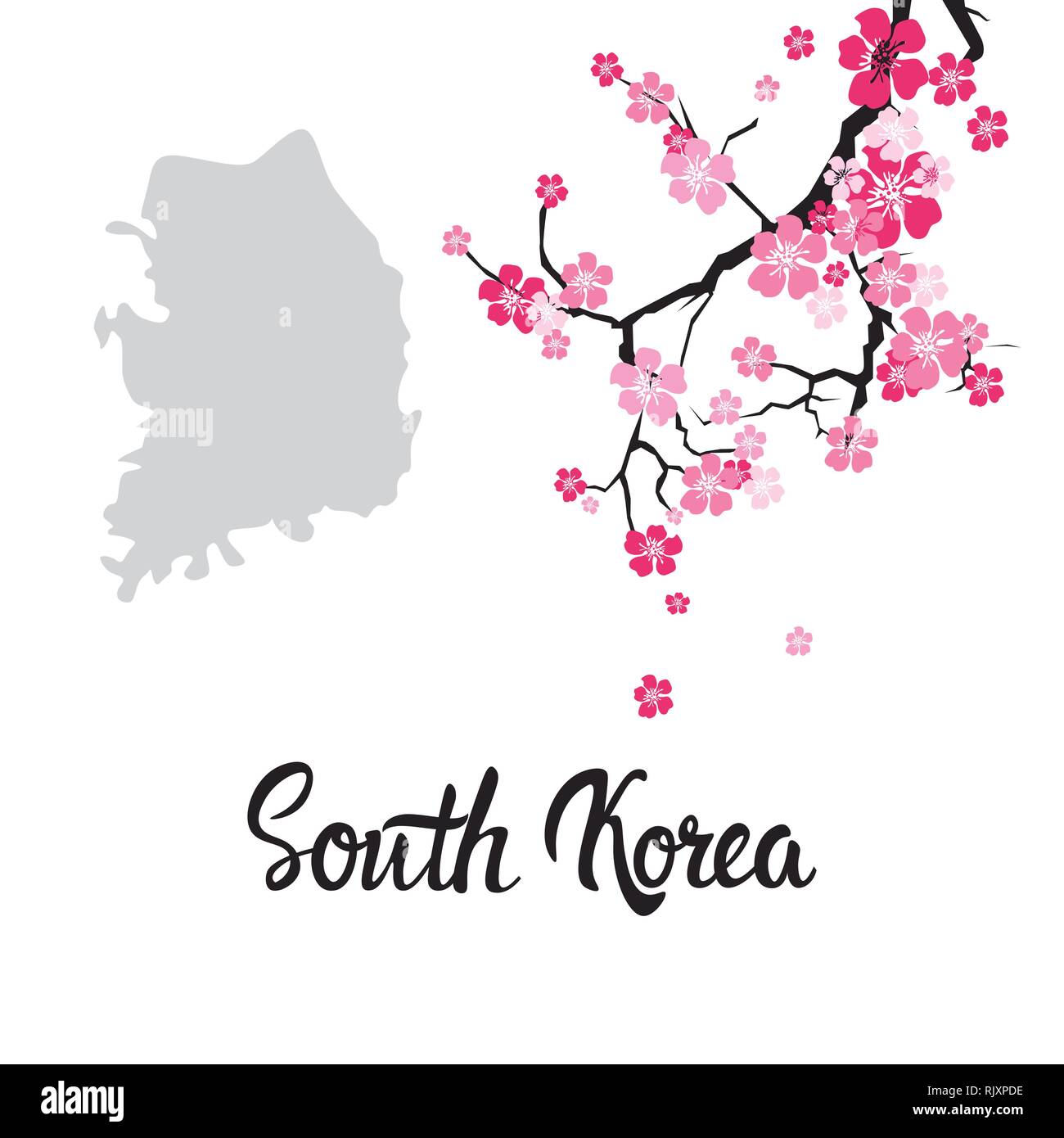 Corea del Sud Mappa con splendidi fiori di Sakura ramo isolato su sfondo bianco Illustrazione Vettoriale