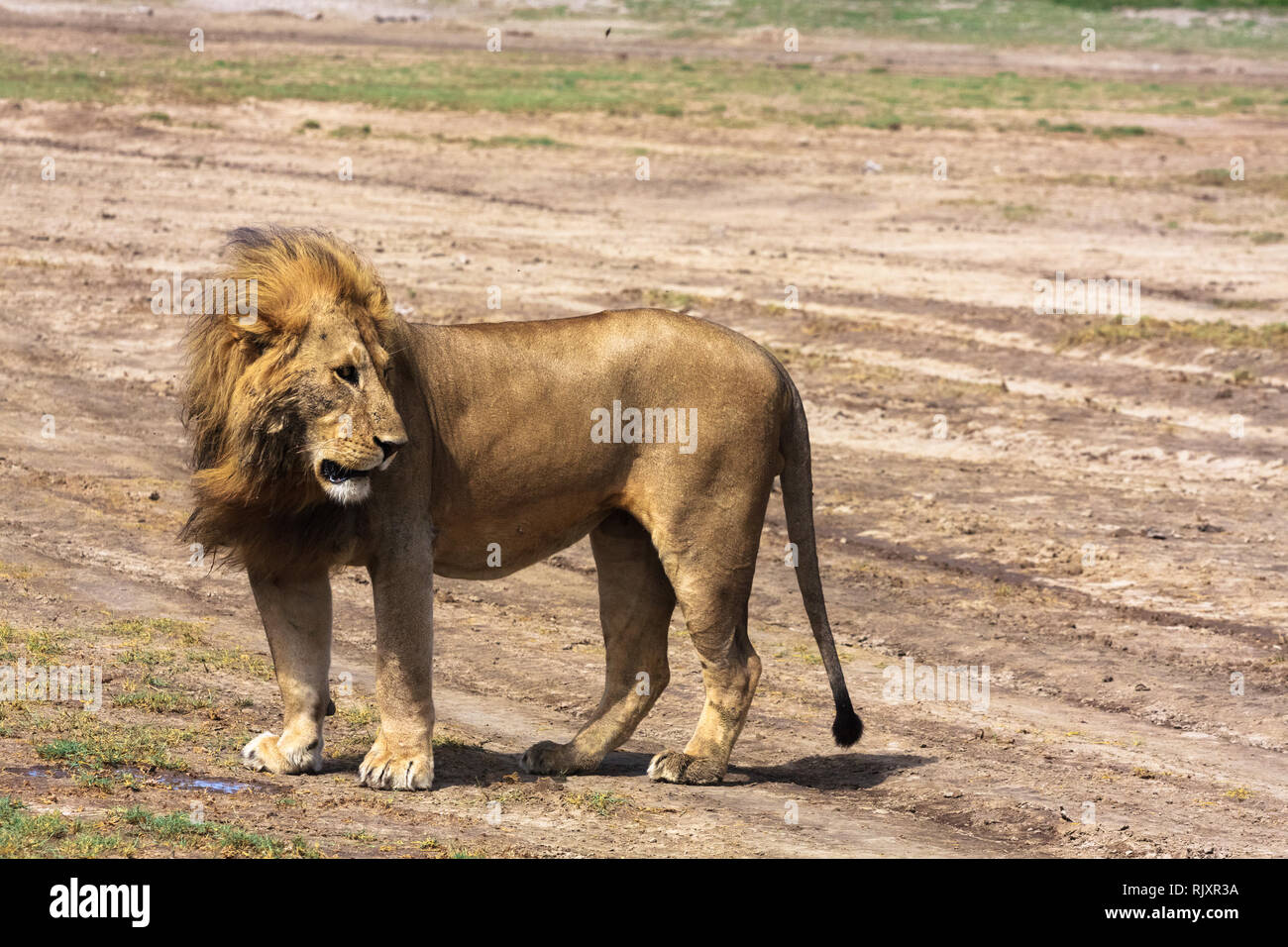 Un attento sguardo del leone. Sandy savana del Serengeti Tanzania Foto Stock