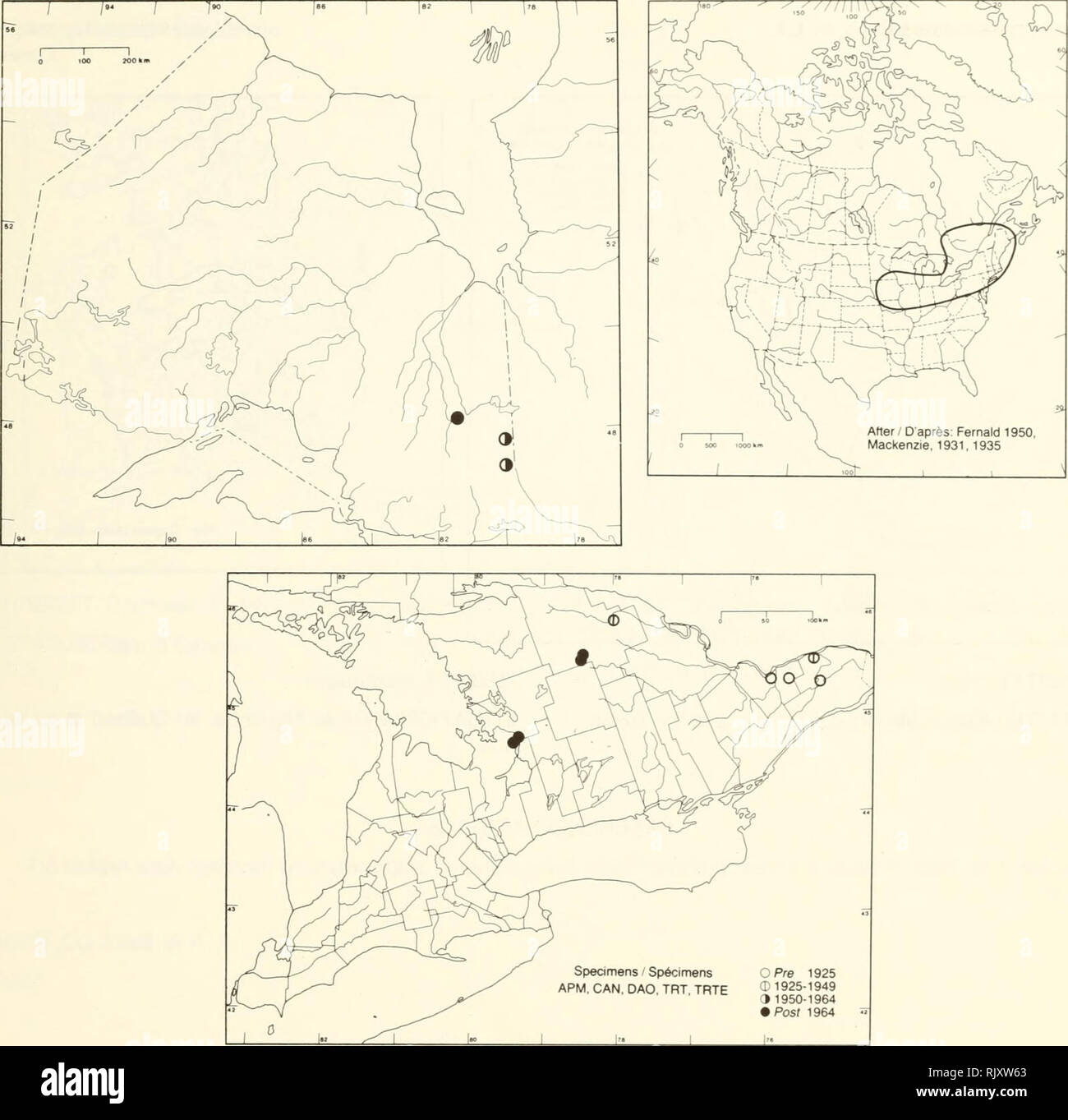 . Atlas delle rare piante vascolari di Ontario. Piante rare; Botanica. CYPERACEAE Carex haydenii rugiada. Hayden's carici Carex de Hayden. HABITAT: aperta e ombreggiata habitat umido. Stato: Rare in New Brunswick e in via di estinzione in Ohio. Note: diffuso ma rara in tutta la maggior parte della sua gamma e possibilmente estirpare a molti del sou- theastern Ontano località. Esso può essere trascurato, ho- wever, a causa della sua somiglianza con il Comune e wi- il despreading carici C. aquaW/s Wahlenb. e c. striata Lam. HABITAT: Habitat, humides et ombreux. Situazione: Rare au Nouveau-Brunswick et menacÃ©e d'estinzione en Ohio. Foto Stock