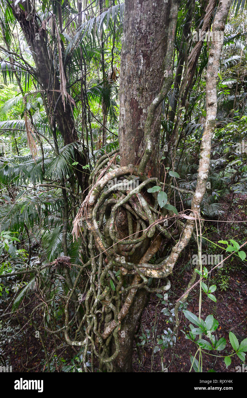 Entertwinned liane nella foresta pluviale tropicale a Barron Falls National Park, estremo Nord Queensland, FNQ, QLD, Australia Foto Stock