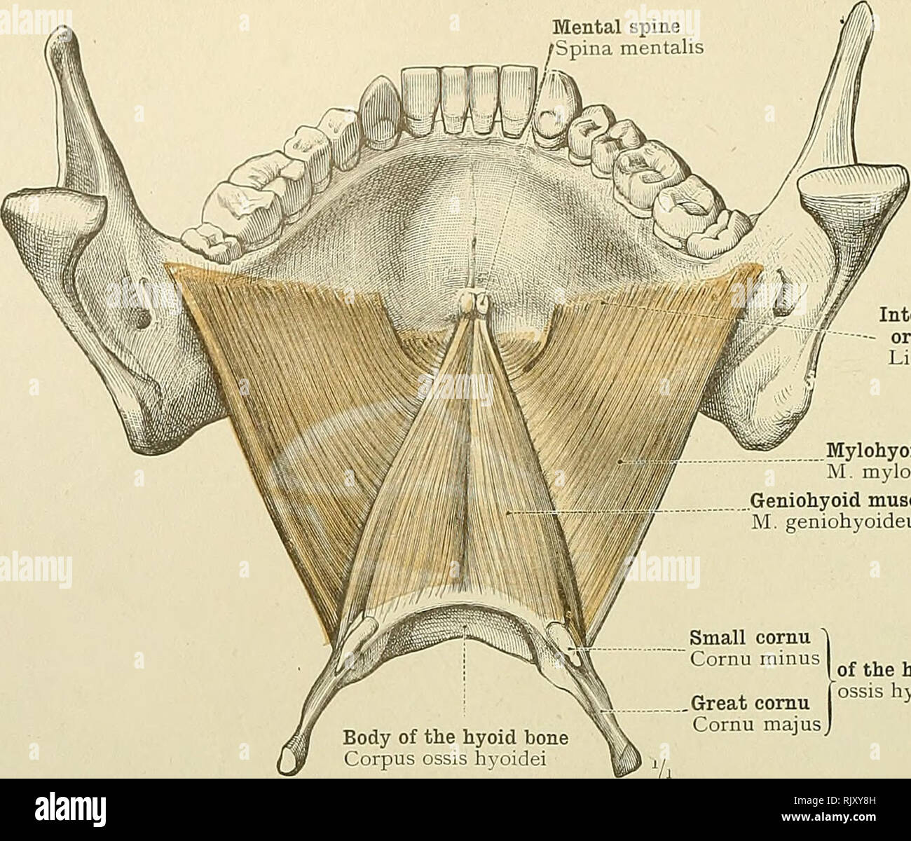 . Un atlante di anatomia umana per gli studenti e per i medici. Anatomia. 294 i muscoli della testa e del collo. Interno della linea obliqua o cresta mylohyoid Linea ravlohyoidea muscolo Mylohyoid M. mylohyoideus muscolo Geniohyoid M. geniohyoideus piccola cornu  Cornu meno , ^. ., , I dell'osso hyoid  , . Ho ossis hyoidei .Grande cornu I -' Cornu majusj Fig. 536.-M. Mylohyoideus, il muscolo Mylohyoid, i muscoli di destra e di sinistra insieme formando un piano sotto la parte anteriore della bocca, il DiAPHRAGMA ORIS E IL MUSCOLO GENIOHYOID, visto da sopra e da dietro Piccoli cornu del hyoid osso, C Foto Stock