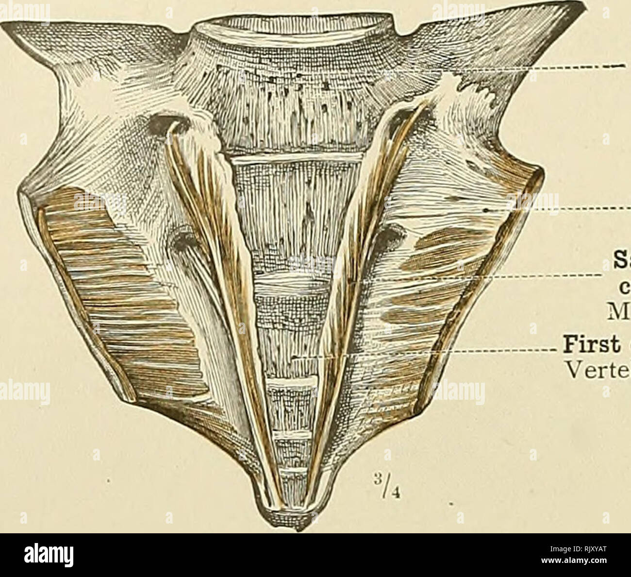 . Un atlante di anatomia umana per gli studenti e per i medici. Anatomia. 288 i muscoli del tronco. Quarta vertebra sacrale Vertebra sacralis IV. Coccygeus o levator muscolo coccygis Sacrococcygeus anticus o curvator muscolo coccygis M. sacrococcygeus antero prima vertebra coccigea ertebra coccygea I. Fig. 530.-Musculus Sacrococcygeus anteriore, Sacrococcygeus Anticus o Curvator Coccygis muscolo.. Si prega di notare che queste immagini vengono estratte dalla pagina sottoposta a scansione di immagini che possono essere state migliorate digitalmente per la leggibilità - Colorazione e aspetto di queste illustrazioni possono non assomigliare perfettamente Foto Stock