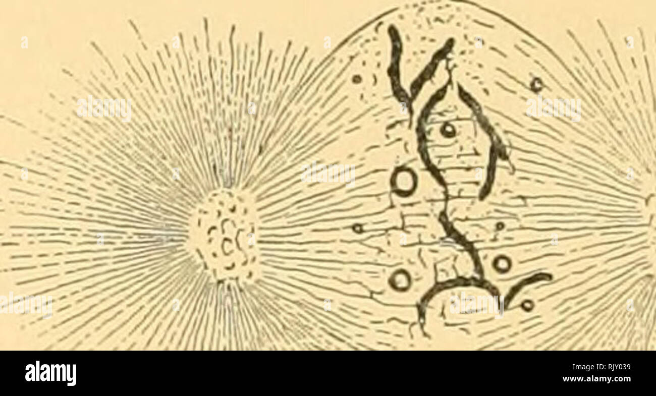 . Un atlante della fecondazione e karyokinesis dell'ovulo. Ovum; la fecondazione (biologia); la meiosi; embriologia -- Echinodermata. V',i'IO// â ^â f'jif^^- '"^'Ml^-^ Fig. XIII. Segmentazione âThe- o scissione-nucleo (looo diametri). A. La " pausa " (trenta minuti). I due germe-nuclei hanno imlistinguishably fuse per formare una scissione-nucleo, attraversato da una rete di cromatina. Alcuni di cromatina in forma di anelli. L'Astral raggi sono molto più brevi e più granulari. Al centro di ogni aster è un piccolo gruppo di granuli. B. fase iniziale nella formazione dell'karyokinetic Foto Stock
