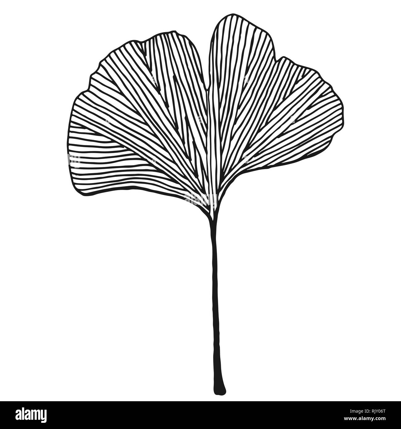 Foglie di Ginkgo vector nero su sfondo bianco Illustrazione Vettoriale