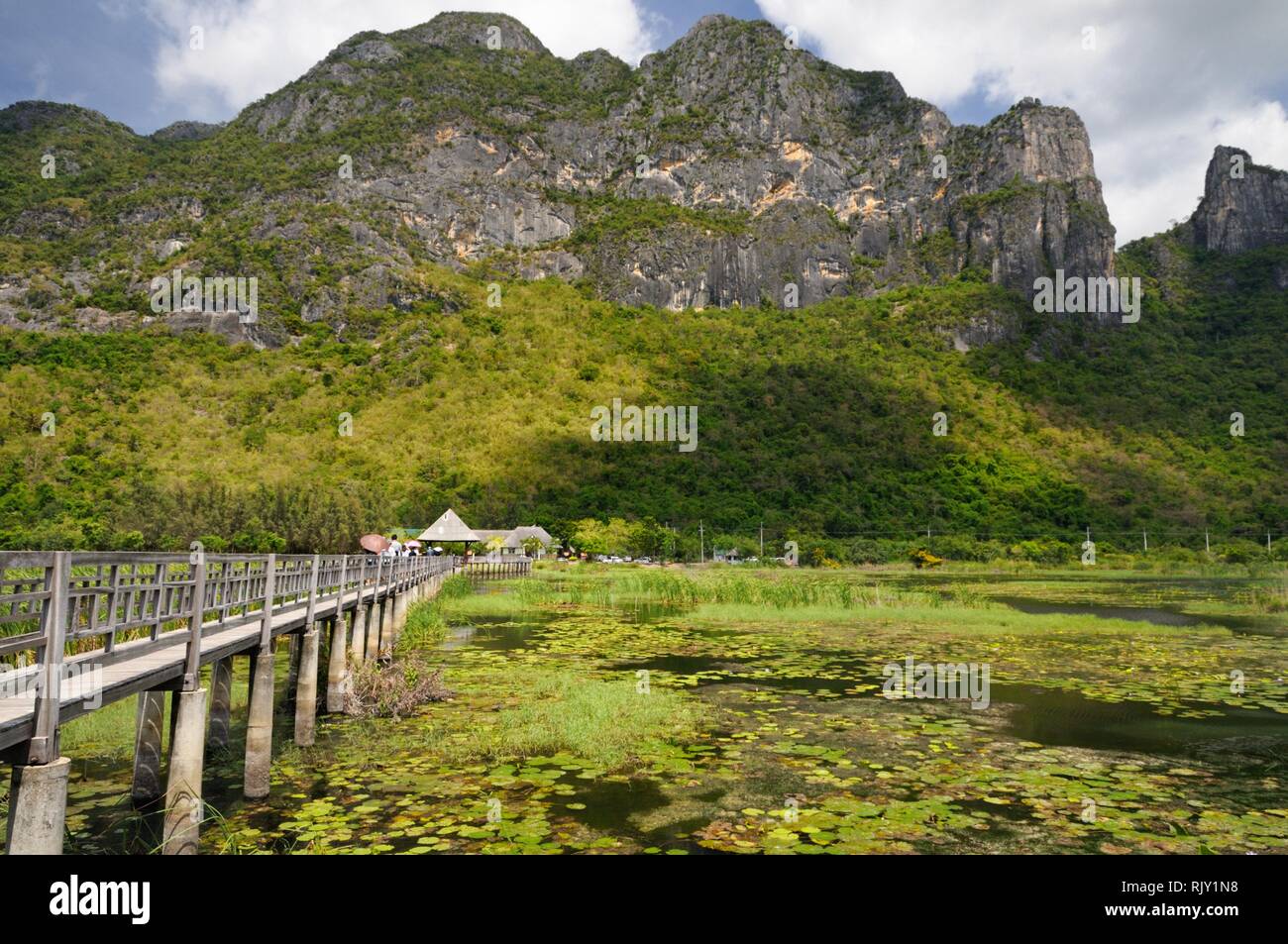 Sentiero in legno attraverso le zone umide e palude coperta con acqua giglio e reed al piede della montagna di Khao Sam Roi Yot National Park in Thailandia Foto Stock