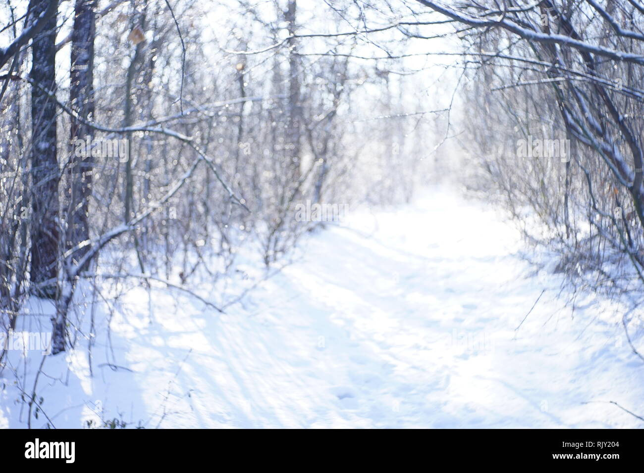 Sfocare lo sfondo della foresta con la neve in inverno. Foto Stock