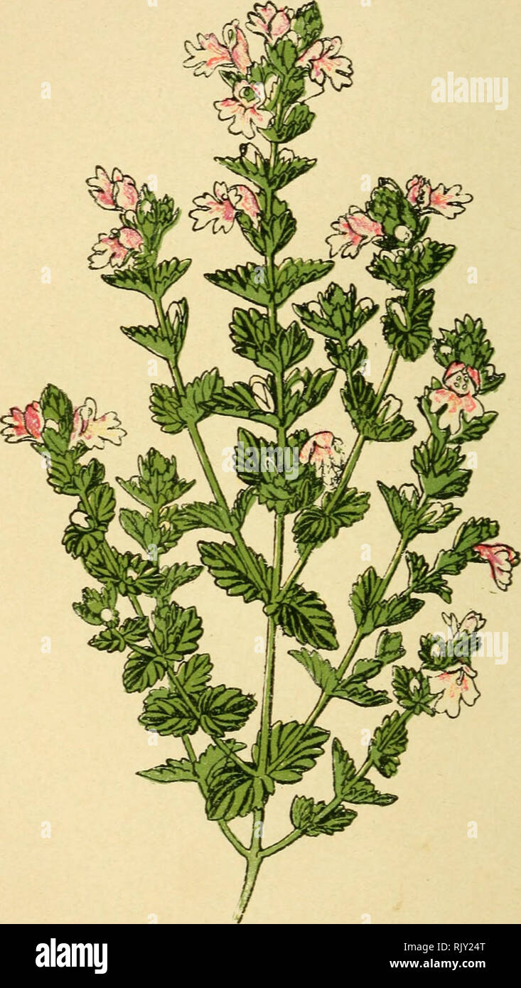 . Atlas de poche des plantes des champs, des prairies et des bois : un l'usage des promeneurs et des excursionnistes. La botanica. - 50 - Prés, pelouses, bord des bois.- Fleurit de mai en aoiit.. Euphraise officinale. Casse-lunetta Lurninet. Euphrasia officinalis. - SCROFULARINÉES. -. Si prega di notare che queste immagini vengono estratte dalla pagina sottoposta a scansione di immagini che possono essere state migliorate digitalmente per la leggibilità - Colorazione e aspetto di queste illustrazioni potrebbero non perfettamente assomigliano al lavoro originale. Siélain, R. Paris : Klincksieck P. Foto Stock