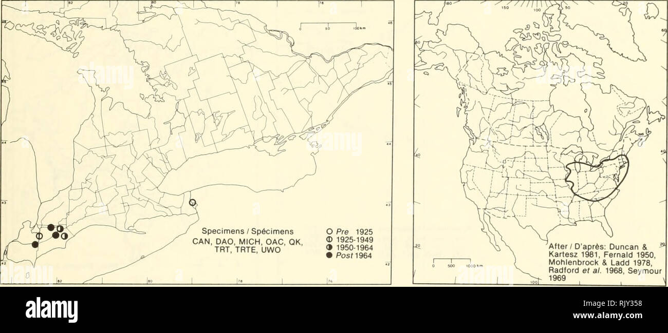 . Atlas delle rare piante vascolari di Ontario. Piante rare; Botanica. Atlas delle rare piante vascolari di Ontario / Atlas des plantes vasculaires rares de l'Ontario FABACEAE Cassia hebecarpa Fern. (C. marilandica auct. non L.) Selvatica senna Casse. HABITAT: banchine, fiume appartamenti e campi aperti. Stato: Rare in Canada e del New Hampshire. HABITAT: Bords des routes, lits majeurs des rivières et champs ouverts. Situazione: Rare au Canada et au New Hampshire. Riferimenti / Fonti Isely, D. 1958. Leguminose del centro-nord Stati Uniti III. E Mimosoideae Caesalpinioideae. Iowa State College Jo Foto Stock