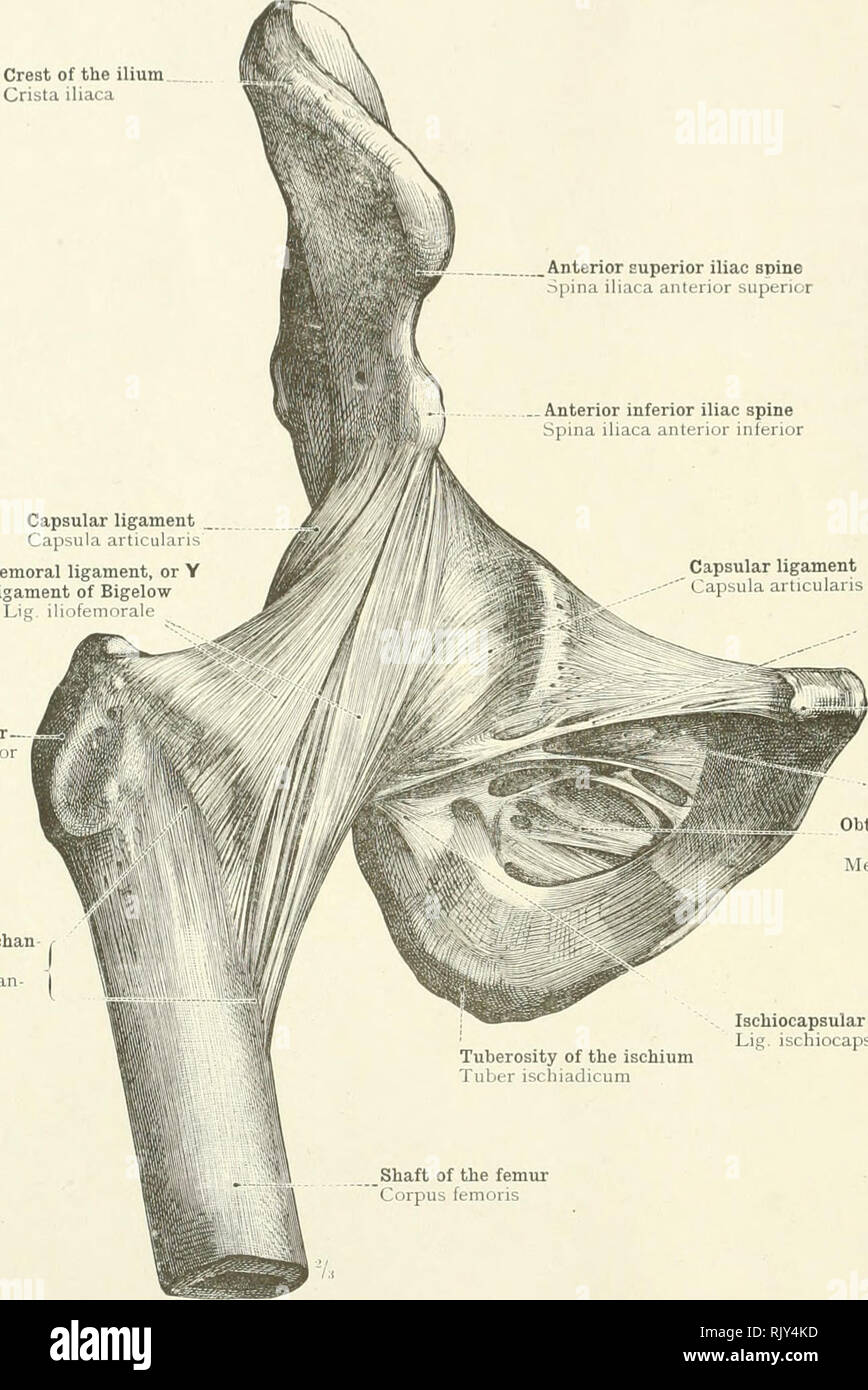 . Un atlante di anatomia umana per gli studenti e per i medici. Anatomia. 222 LE ARTICOLAZIONI DELLA BASSA!,:-: arto cresta dell'osso iliaco crestato iliaca superiore anteriore della colonna vertebrale iliaca Spina iliaca superiore anteriore . Inferiore anteriore della colonna vertebrale iliaca Spina iliaca anteriore inferiore del legamento capsulare Capsula articularis Iliofemoral legamento, o Y il legamento di Bigelow giacciono. iliofem. Legamento capsulare Capsula articularis grande trocantere trocantere maj anteriore teric intertrochan Linea intertrochan- t-rica. Legamento Pubofemoral Lig pubocapsulare spina dorsale del pube Tuberculum pubicum otturatore canal Canalis otte Foto Stock