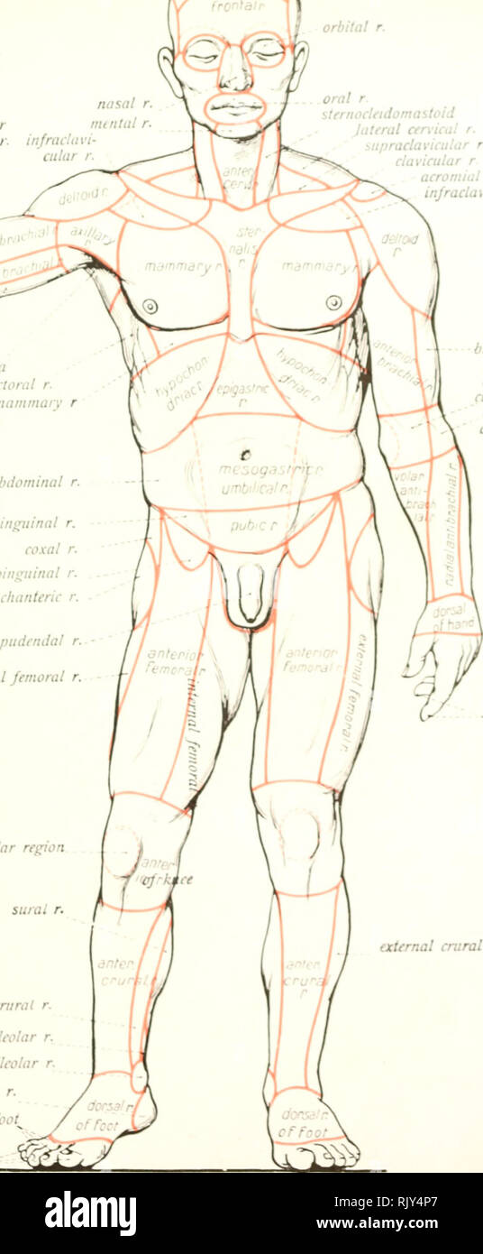 . Atlas e libro di testo di anatomia umana. Anatomia -- atlanti. par^era/r )ci&LT; dii palmare^ital rr. anteriore cti nasale bilal orbital r. La somministrazione orale r. sternocleidomastoid Jateral cen-ical r. Â ¢- upracla vicu la r r. clavicular r acromial r. y medio cubital r. olecranal r. post r brachiale. cavo ascellare pettorale laterale r. injramammary r addominali laterali r. inguinale r. coxal r. subinguinal r. trochanteric r. suroi r. cm interna rat r. retromallcolar interna r. malleolo interno r. calcaneare r. digital rr. di piede^ uncti.il rr.. infraclavicular r. esterno r brachiale. ubital anteriore '. cu esterno Foto Stock