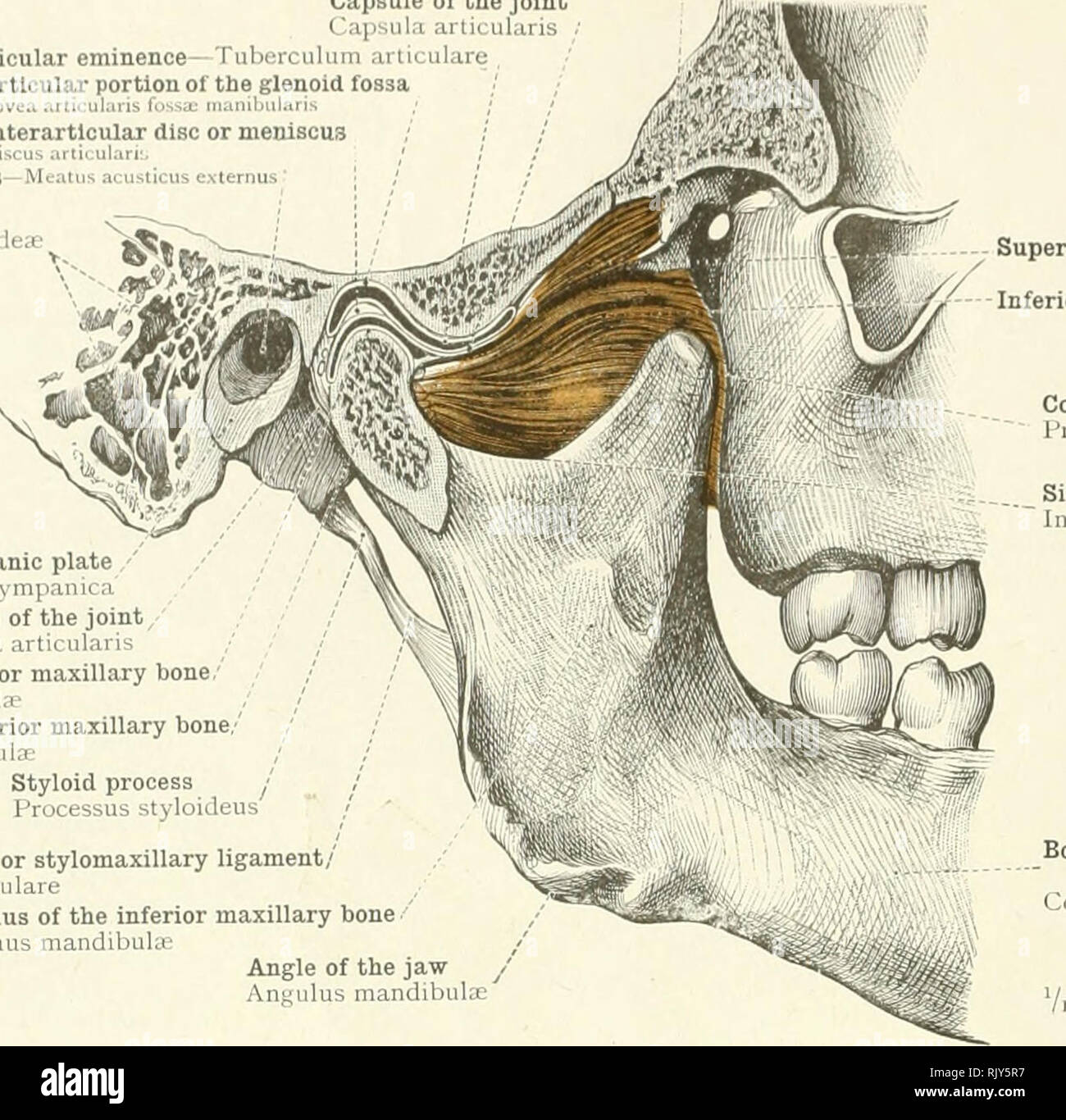 . Un atlante di anatomia umana per gli studenti e per i medici. Anatomia. 196 L'IR1 ICULATIONS e legamenti / testa Infratemporal crest ho rista infratemporalis capsula del comune di capsula artii ularis ; eminenza articolare-Tillii'ivnlii111 articulare porzione articolare della fossa glenoide Interartlcular disco o menisco . .U lii ul.iri:. Condotto uditivo esterno - Mi ternus cellule mastoide mastoidear cellulare ^U*. Testa superiore l esterni di !• pterygoid testa inferiore J muscolo processo Coronoid :. coronoideus sigmoide tacca Incisura mandibolare piastra timpanica Pars tympanica capsula del giunto C Foto Stock