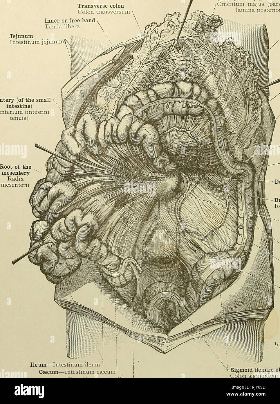 . Un atlante di anatomia umana per gli studenti e per i medici. Anatomia. 474 Anatomia Topografica di toracica e addominale VfSCERA colon trasverso Colon trans ersum grande o gastrocolic omento^ (porzione libera, lo strato posteriore) omento majus (pars libera, lamina posteriore) interna o banda libera la tenia libera digiuno Intestinum digiuno^n^f mesenterica (dell'intestino tenue) mesentere (intestini tenuib). Mesocolon trasversale /' Mesocolon transversum Duodenojejunal flessione duodenojejunalis Flexura linea di attacco della trasversale Costocolic mesocolon o phrenocolic legamento o piega pleurocolic Foto Stock