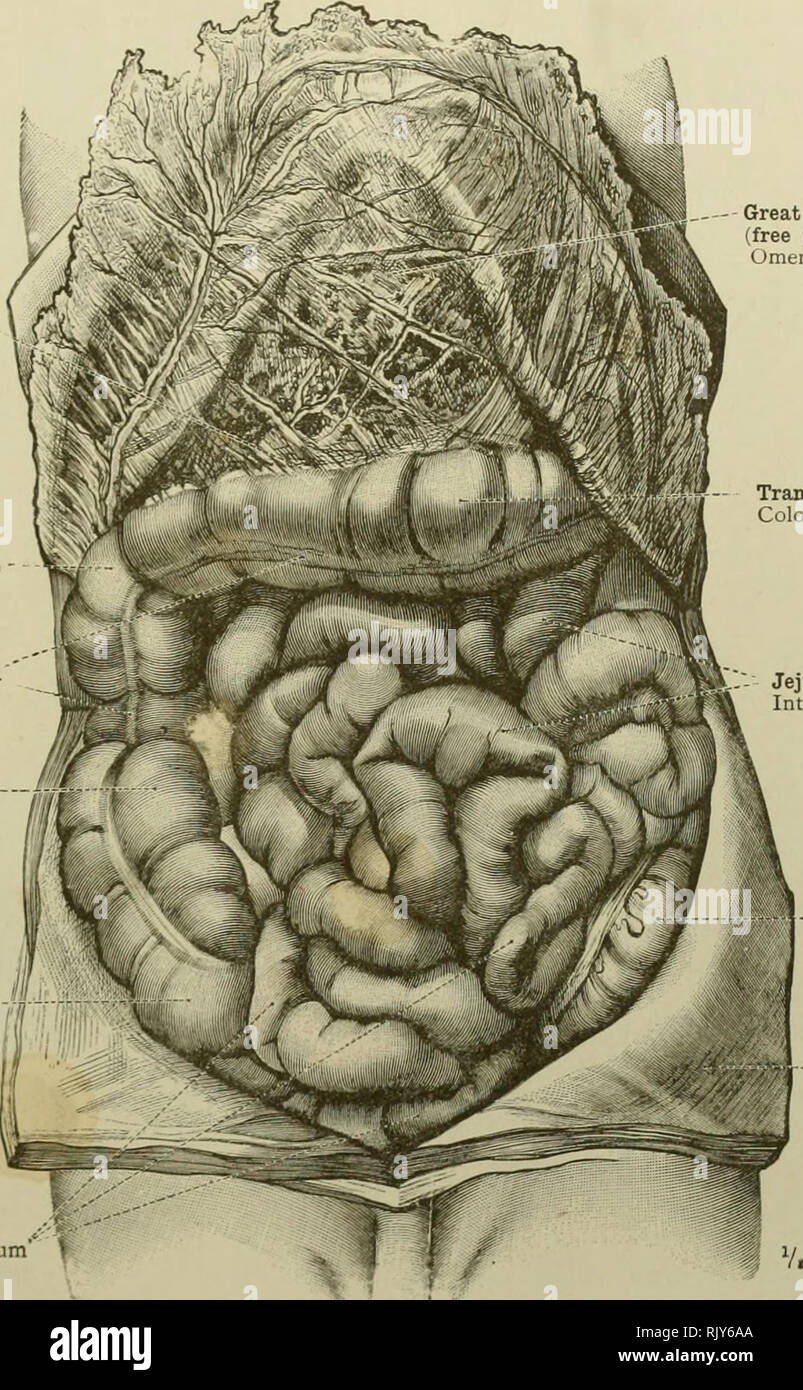 . Un atlante di anatomia umana per gli studenti e per i medici. Anatomia. Anatomia Topografica della cassa toracica e visceri addominali 473 anteriore o di banda omental tenia omentalis flessura epatica del colon Flexura coli dextra interna o banda libera la tenia libera il colon ascendente Colon ascendens , cieco Intestinum cieco xic uiii ^ Â"r Intestinum ileo" *. -- Grande o gastrocolic omento' (porzione libera, lo strato posteriore) omento majus (pars libera, lamina posteriore) colon trasverso Colon transversum digiuno Intestinum digiuno - flessura sigmoidea del colon Colon sigmoideum peritoneo parietale Peritonaeu Foto Stock