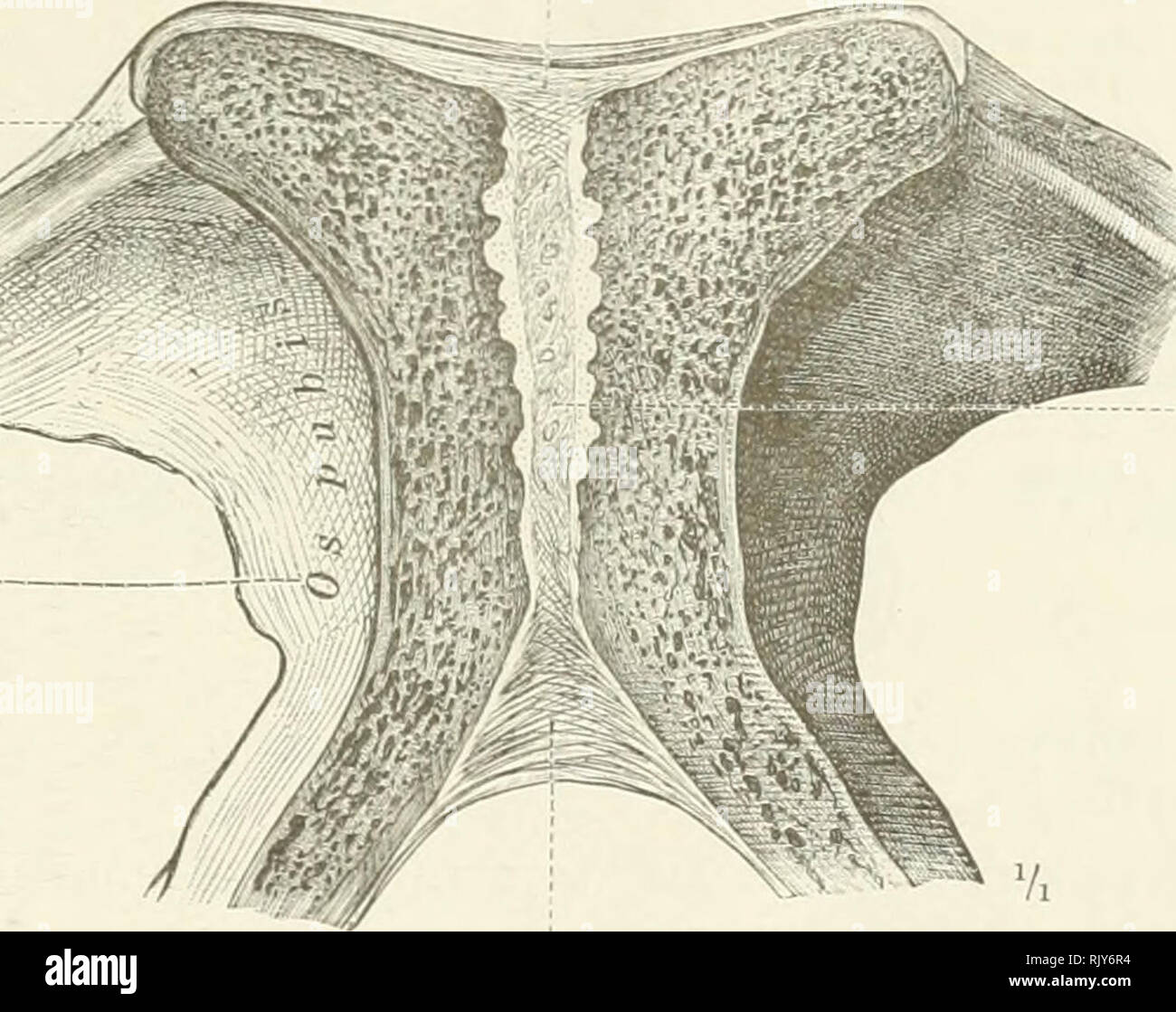 . Un atlante di anatomia umana per gli studenti e per i medici. Anatomia. Ala del vomer Ala vomeris -piastra verticale della sinusite etmoide osso •la Cartilagine del setto del setto nasale nasi cartilagineum ..L'vomer Vomer -cresta nasale di superior osso mascellare crestato nasalis Fig. 381.-Synchondrosis. (L'Spheno-Synchondrosis occipitale di una ragazza all'età di due anni; mediano sezione sagittale.) Periosteo - periostio Superior legamento pubico Lig. pubicum superius "Bie os pube. Disco Interpubic •Lamina fibrocartilaginea interpubica inferiore o pubica legamento subpubic Lig. arcuatum pube Fig. 38 Foto Stock