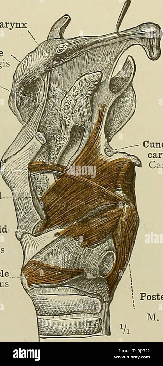 . Un atlante di anatomia umana per gli studenti e per i medici. Anatomia. Arjrteno-muscolo epiglottideus M. aryepiglotticus / ghiandole del aryteno- y â epiglottic piegatura' Glandulae laryngeje mediae mucosa della laringe Tunica mucosa Arytenoideus laryngis (proprius)muscolo (decussating fibre oblique) mm irytsnoidei Arjrtenoideus obliqui (proprius) muscolo (fibre trasversali) M arj tsnoideus Cricothyroid mu-scle M cricothyreoideus Cricothyroid articu- lazione â Articulatio cricothyreoidea posteriore muscolo cricoarytenoid M crico arytsenoideus posteriore di Fig. 774.âThe L.rynx con il Thyrohyoid Membr Foto Stock