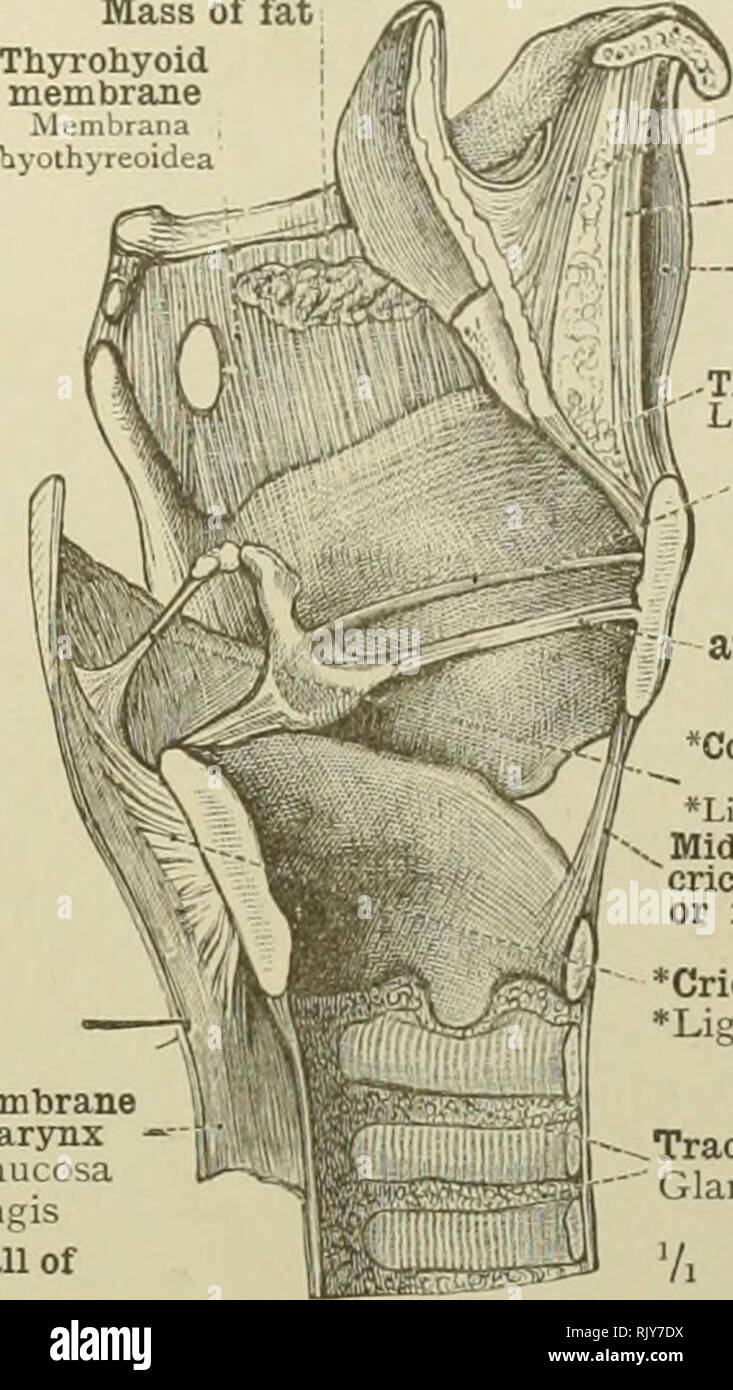 . Un atlante di anatomia umana per gli studenti e per i medici. Anatomia. , Articu-    J J. mucosa della faringe Tunica muc sa pharyngis parete membranosa della trachea Paxits membranaceus Lnacheas. iBody dell'osso hyoid â Corpus ossis hyoidei Hyo-legamento eplglottic L '4. hvQ.cpigk'tticum porzione intermedia della membrana thyrohyoid, ' o medio thyrohyoid legamento (2) Bursa del muscolo sternohyoid Pursa n.usculi sternohyoidei Thyro-legamento epiglottic Li, thyreo-cpiglotti.-nm i) 1 / thyro inferiore- "W j legamento arytenoid 1 / Lig. vocale / ''Comiculopharyngeal thyro Superior-arytenoid Foto Stock