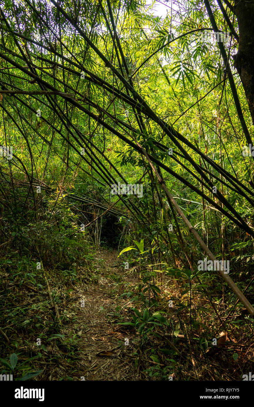 Cambogia, Koh Kong Provincia, Tatai, Rainbow Lodge resort, foresta sentiero natura percorso pur stand di bambù Foto Stock